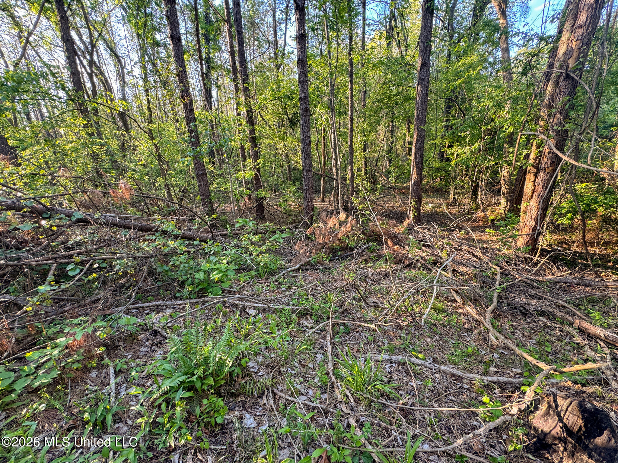 Dees Rd. Road Property Photo 46