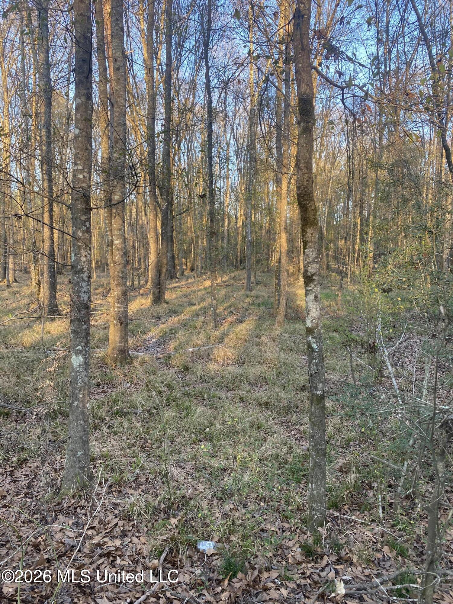 Tbd County Road 48 Property Photo 6