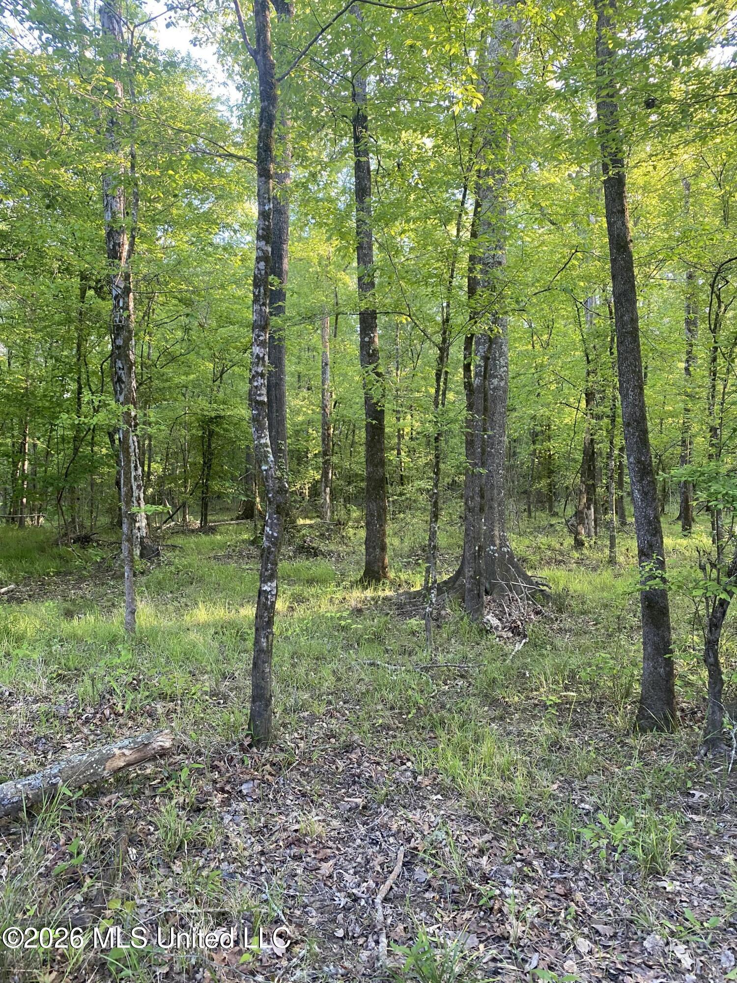 Tbd County Road 48 Property Photo 16