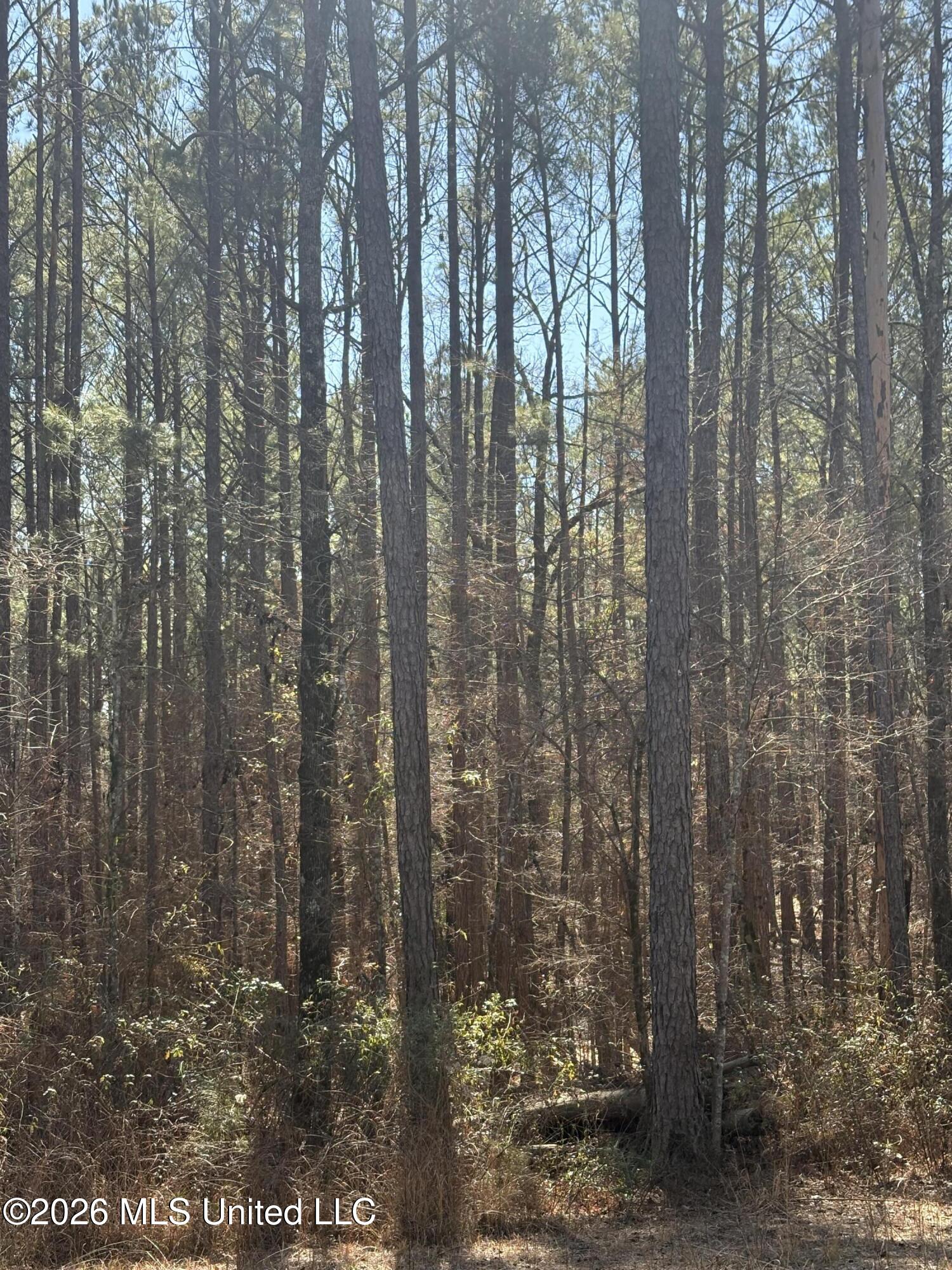 11330 Mississippi 429 Property Photo 3