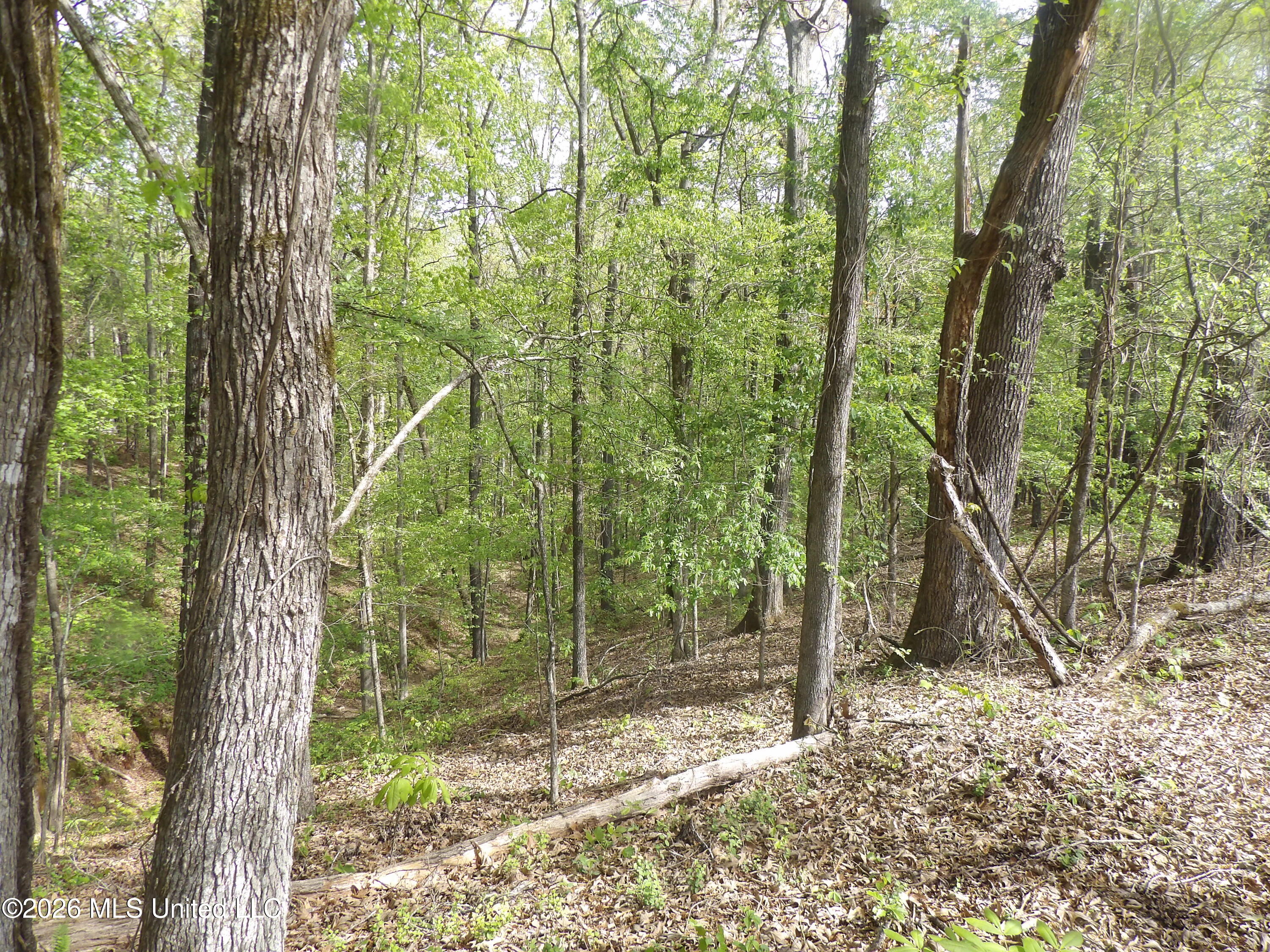 4269 Laws Hill Road Property Photo 16