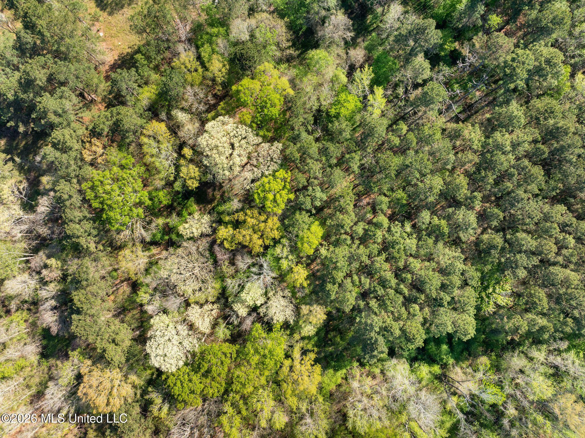 3 Acres Will Barber Road Property Photo 6
