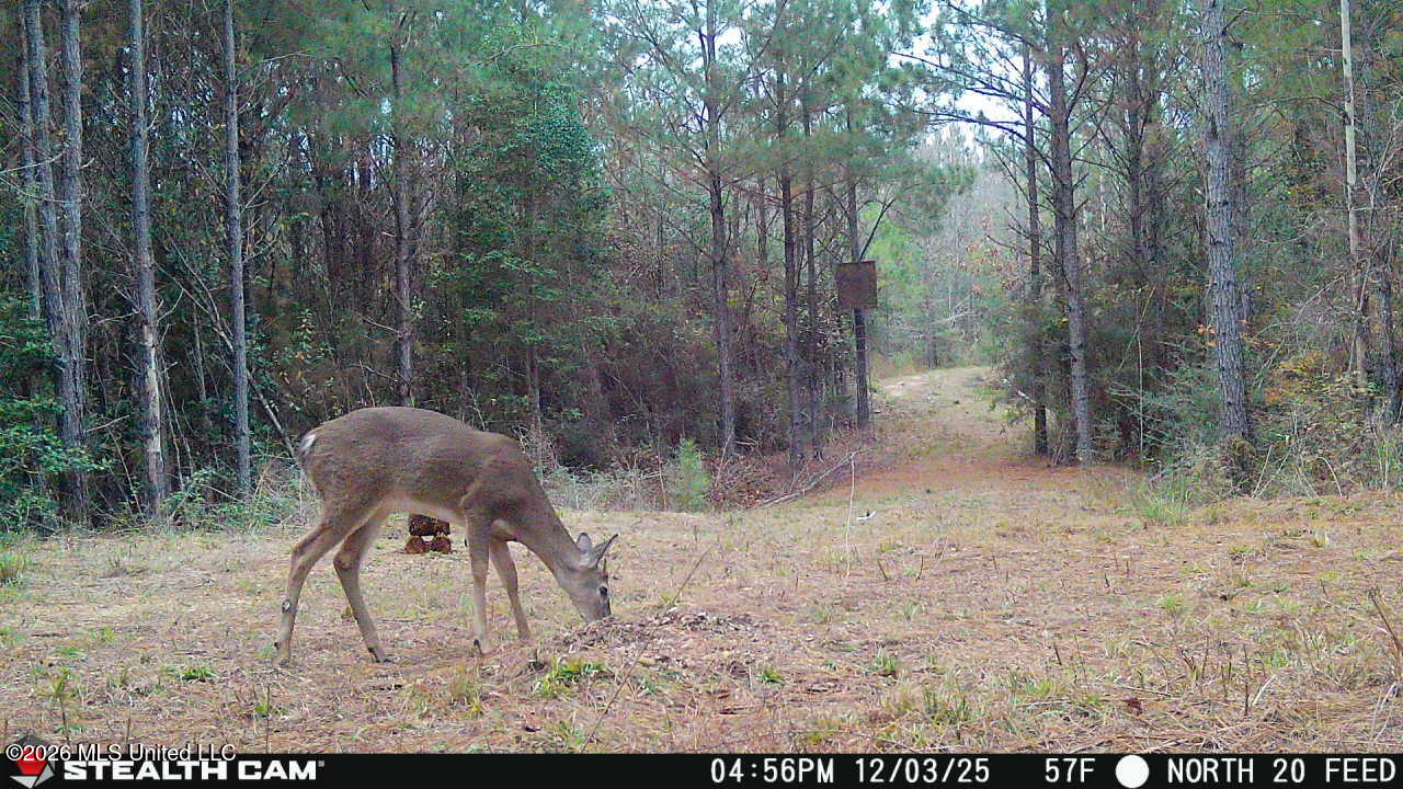 0 Mississippi 33 Property Photo 8