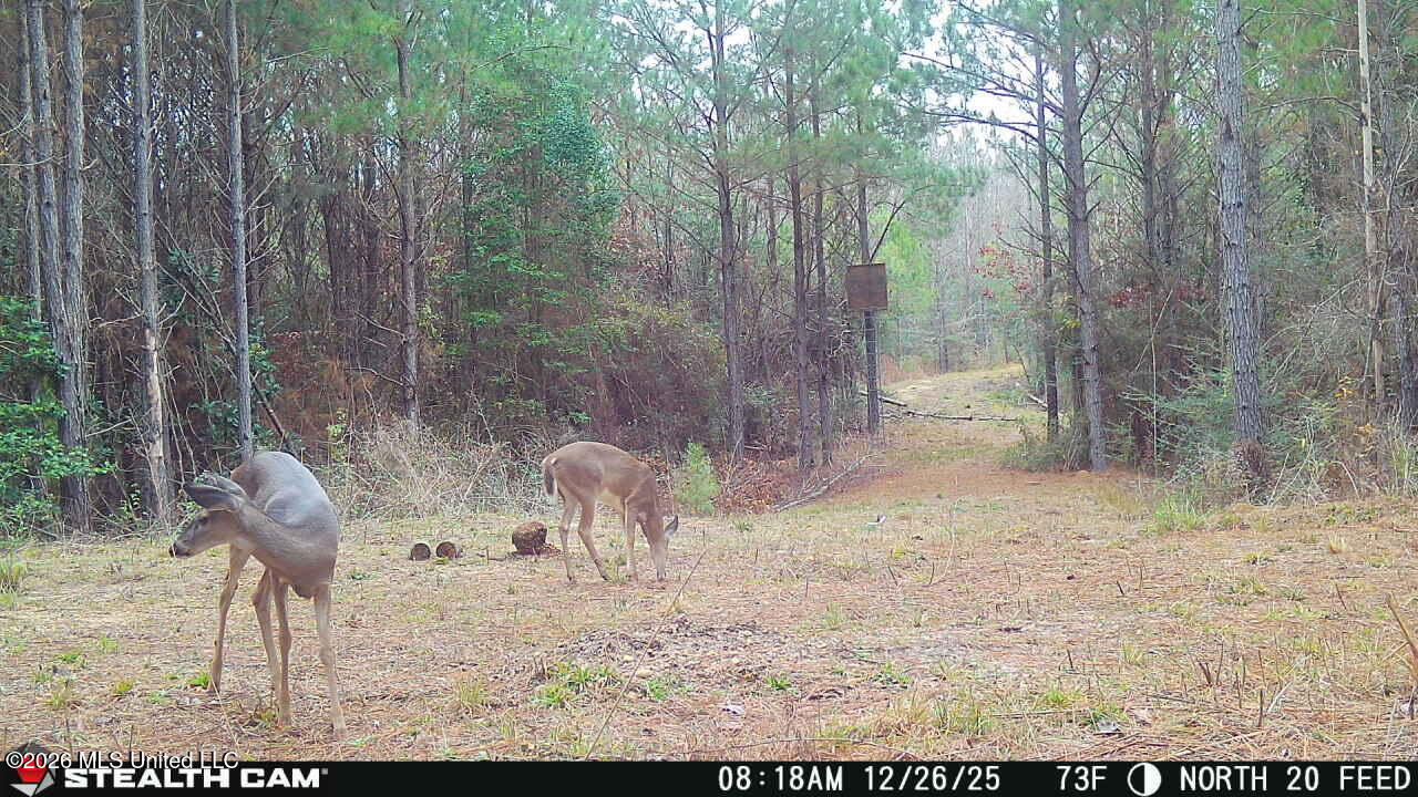0 Mississippi 33 Property Photo 15