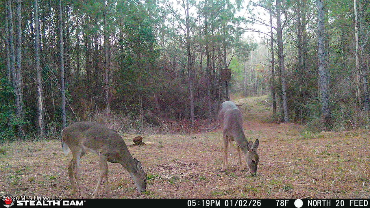 0 Mississippi 33 Property Photo 18