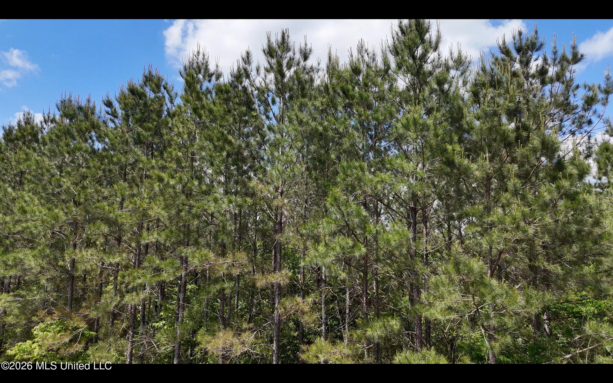 Magnolia Holmesville Road Property Photo 26