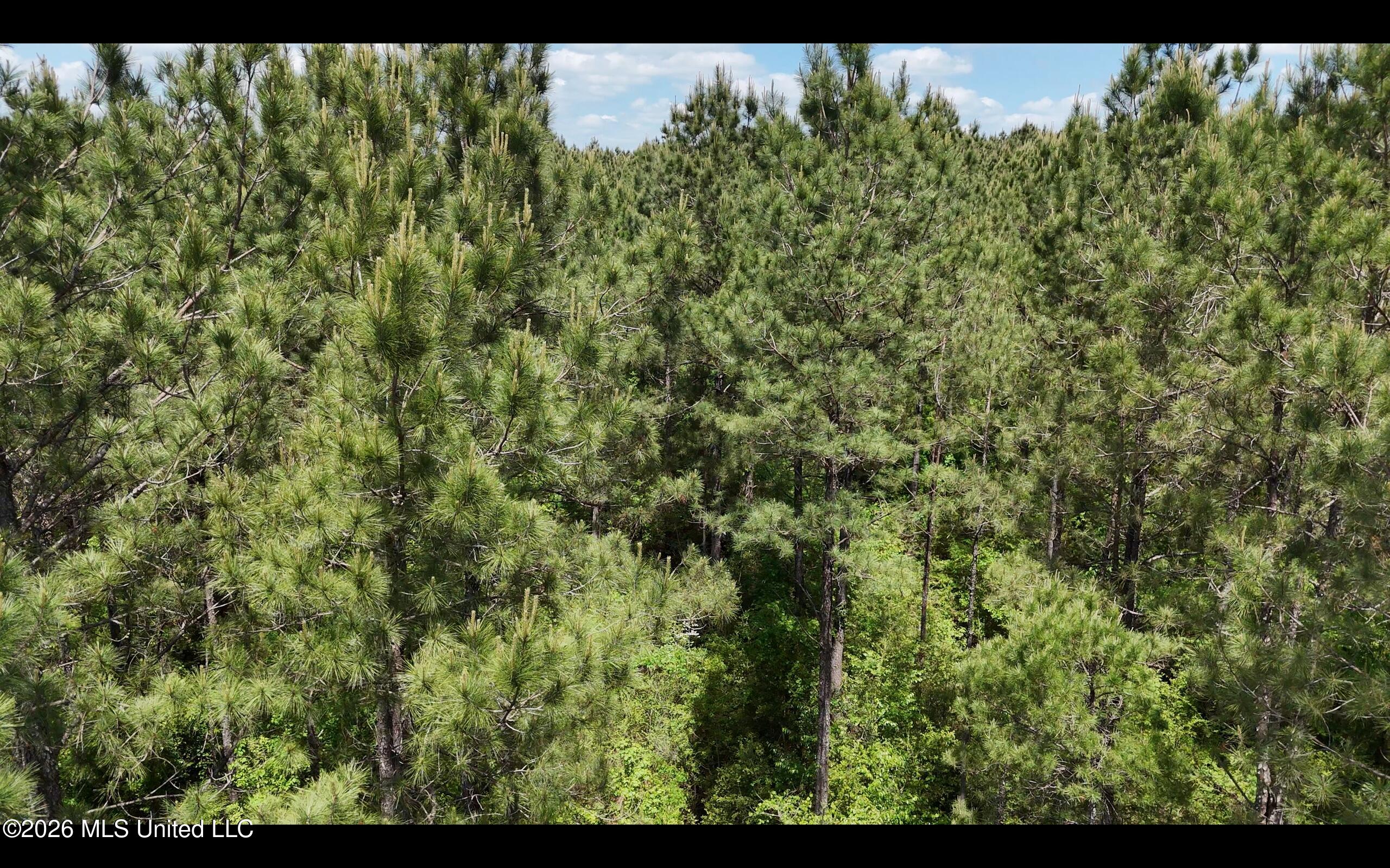 Magnolia Holmesville Road Property Photo 31