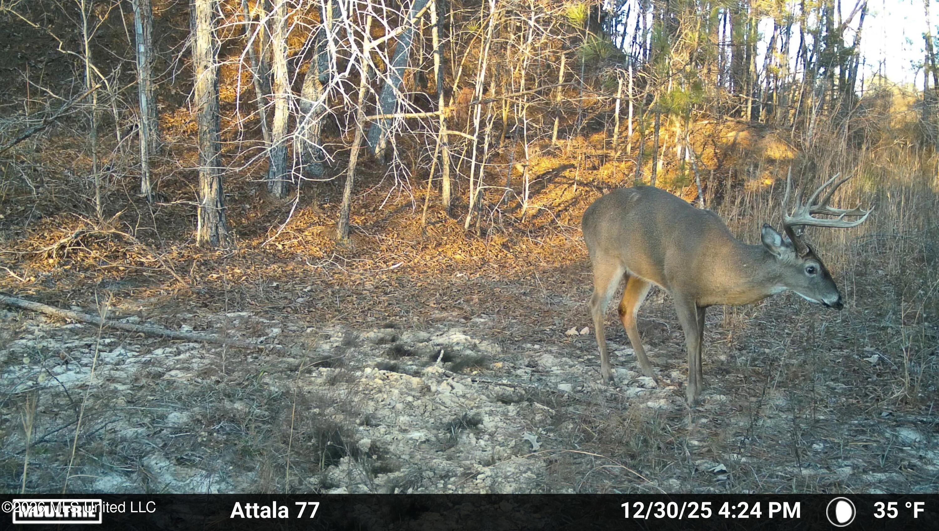 Old Trace Road Property Photo 5