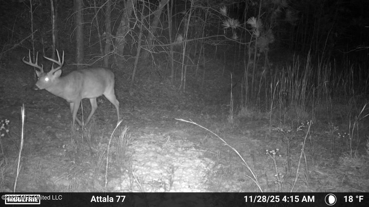Old Trace Road Property Photo 10
