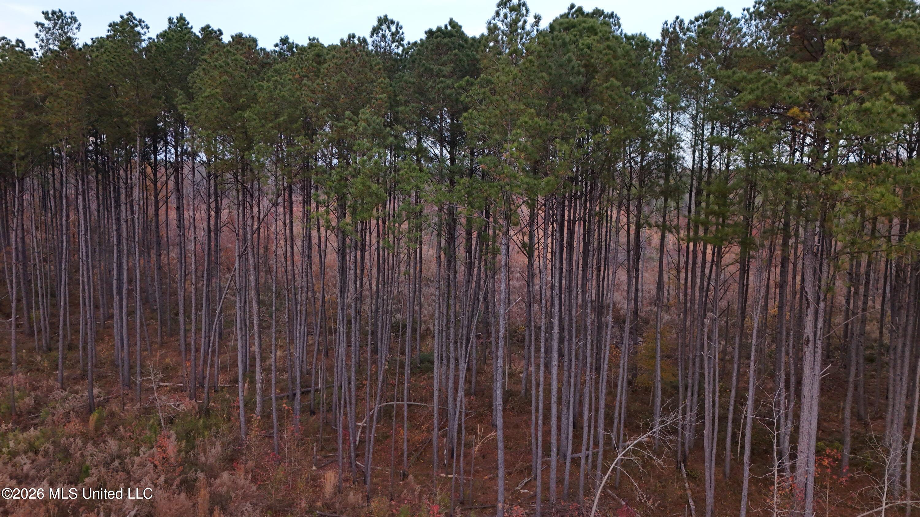 Old Trace Road Property Photo 14