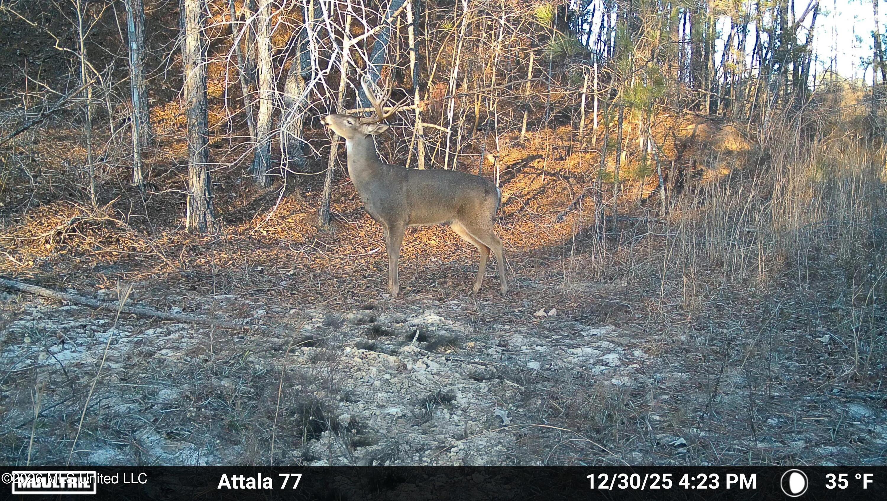 Old Trace Road Property Photo 21