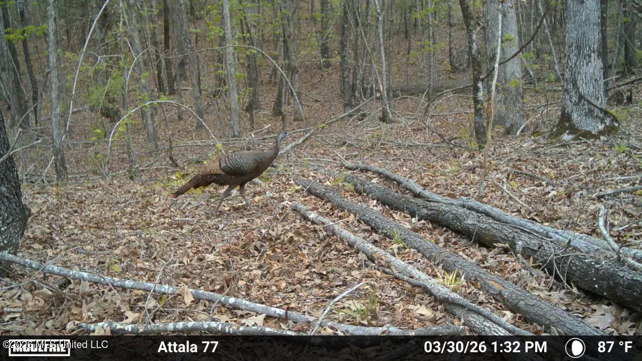 Old Trace Road Property Photo 22