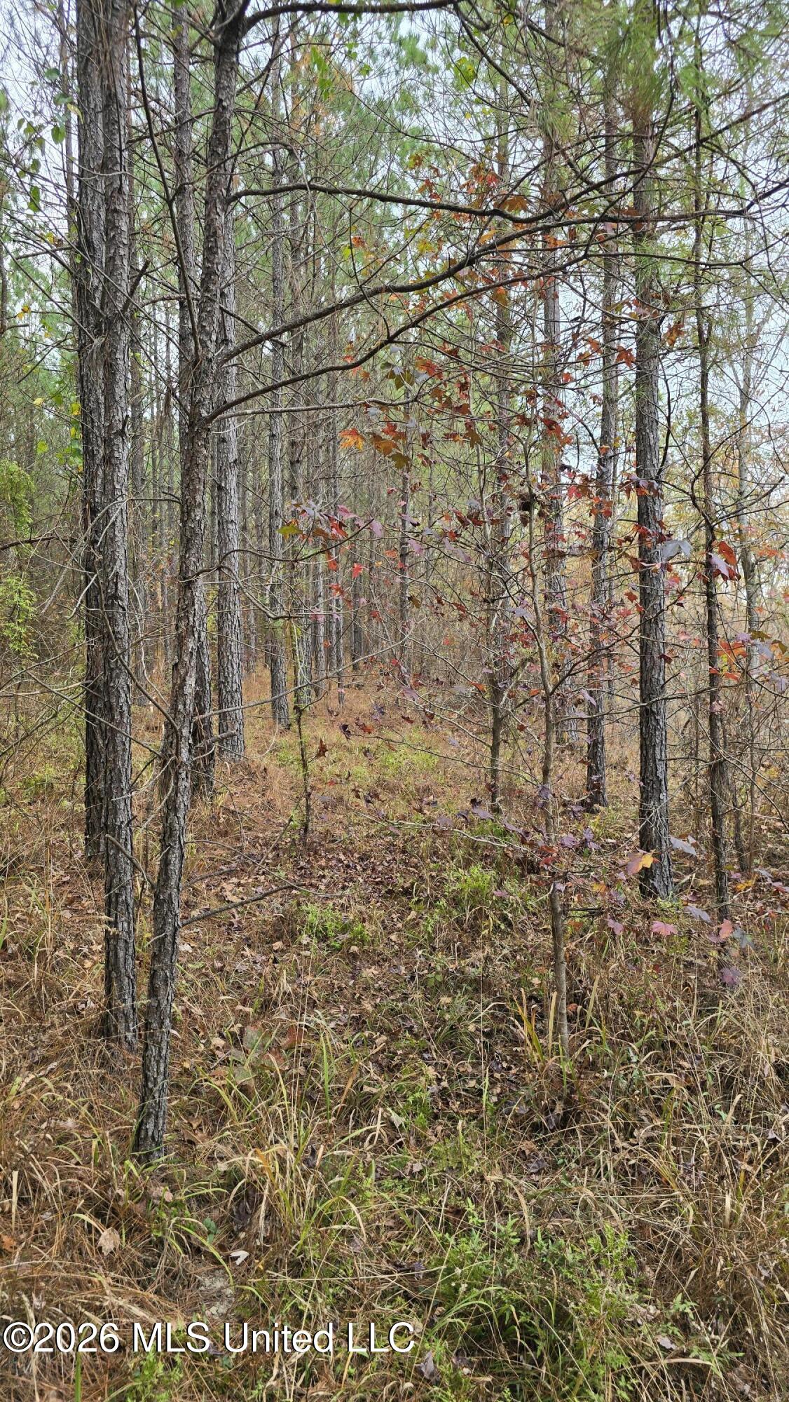 Old Trace Road Property Photo 24