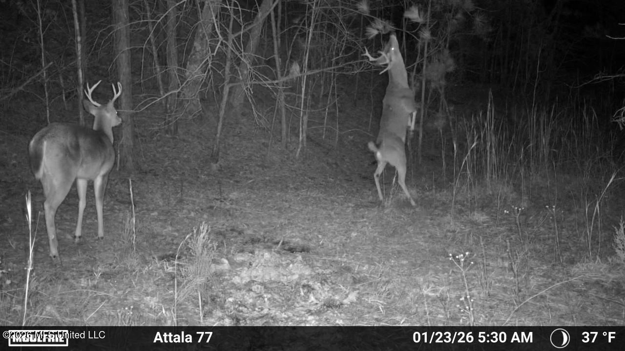 Old Trace Road Property Photo 25