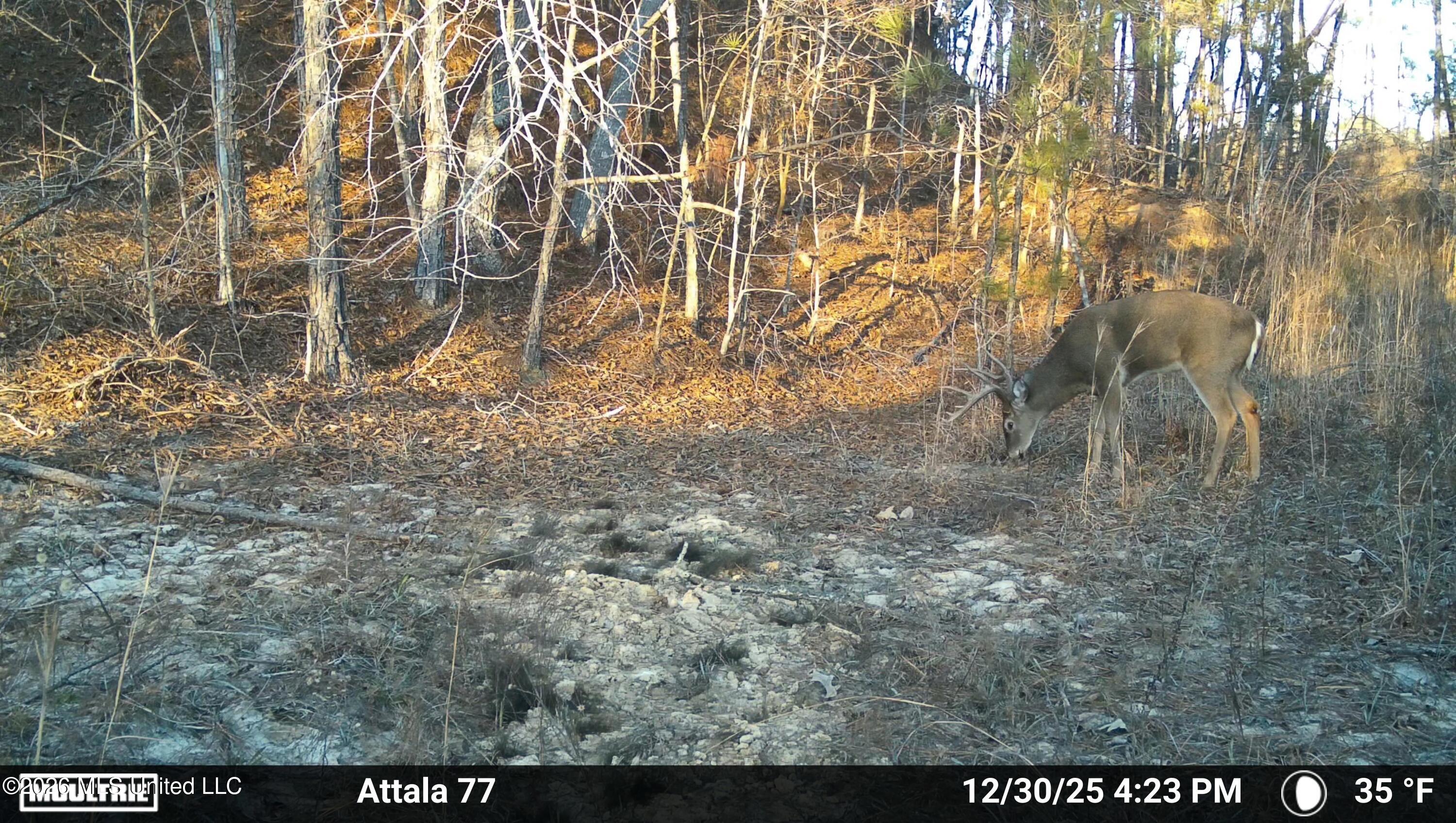 Old Trace Road Property Photo 27