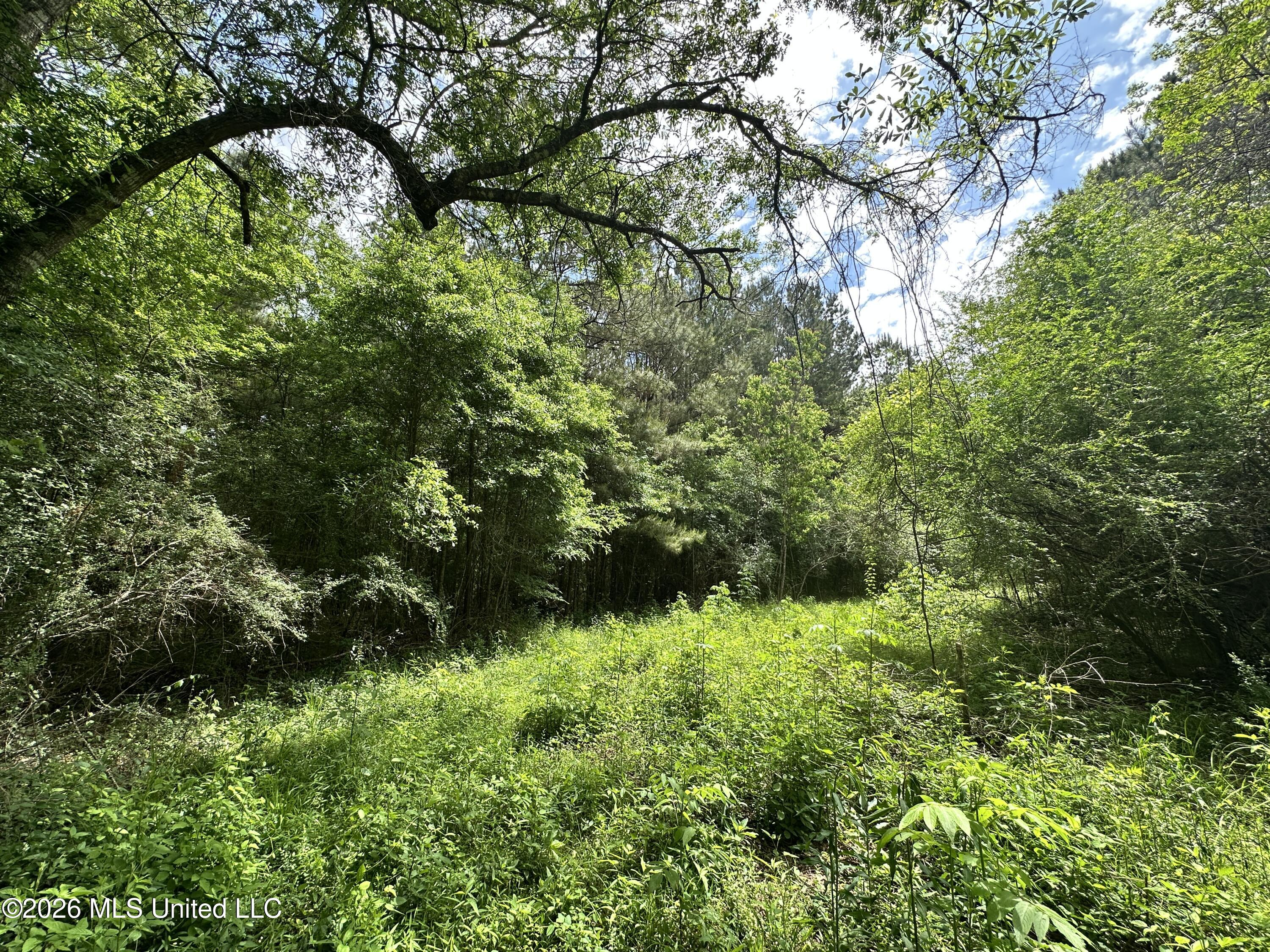 Mccomb Holmesville Road Property Photo 8