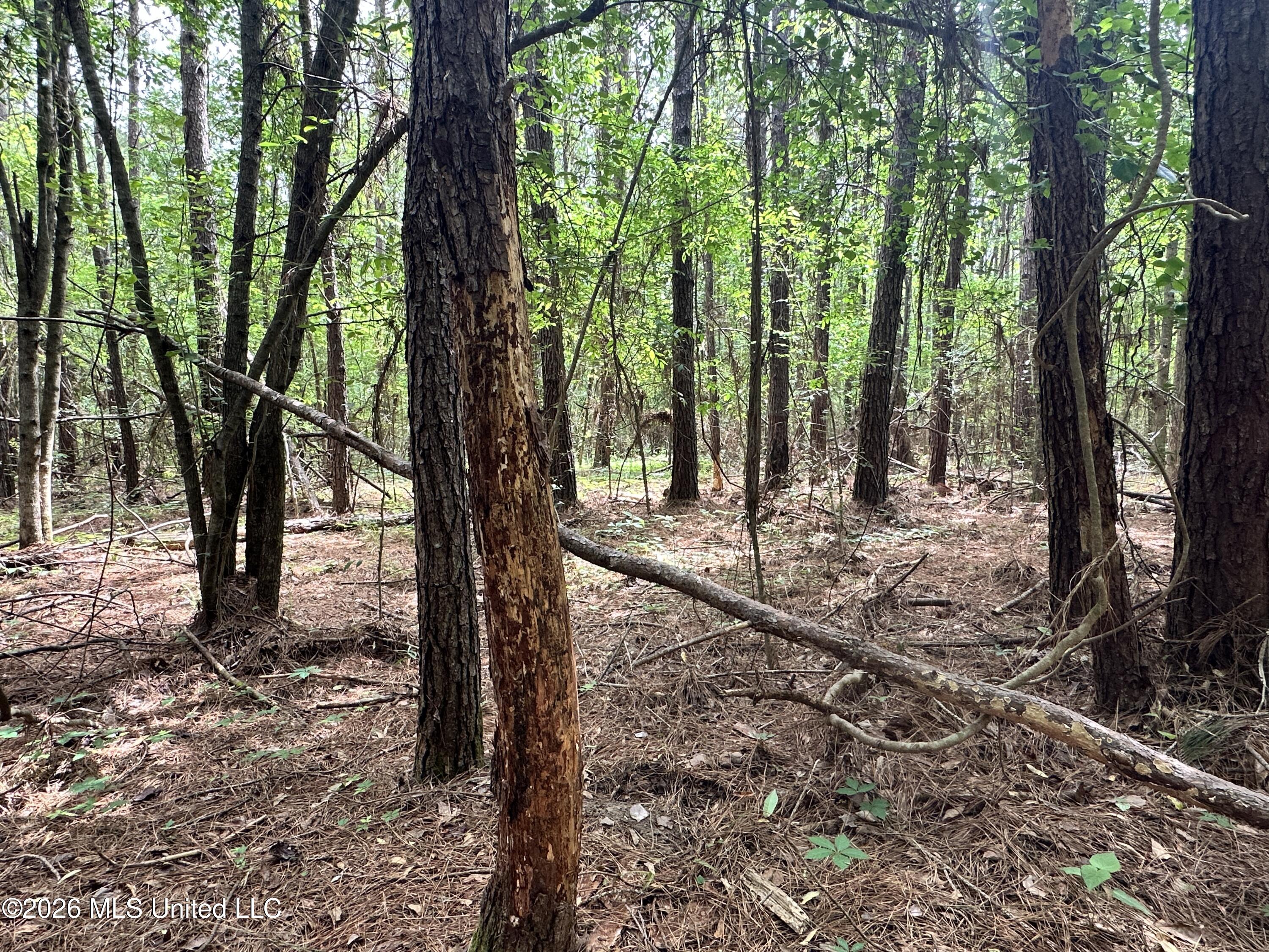 Mccomb Holmesville Road Property Photo 11