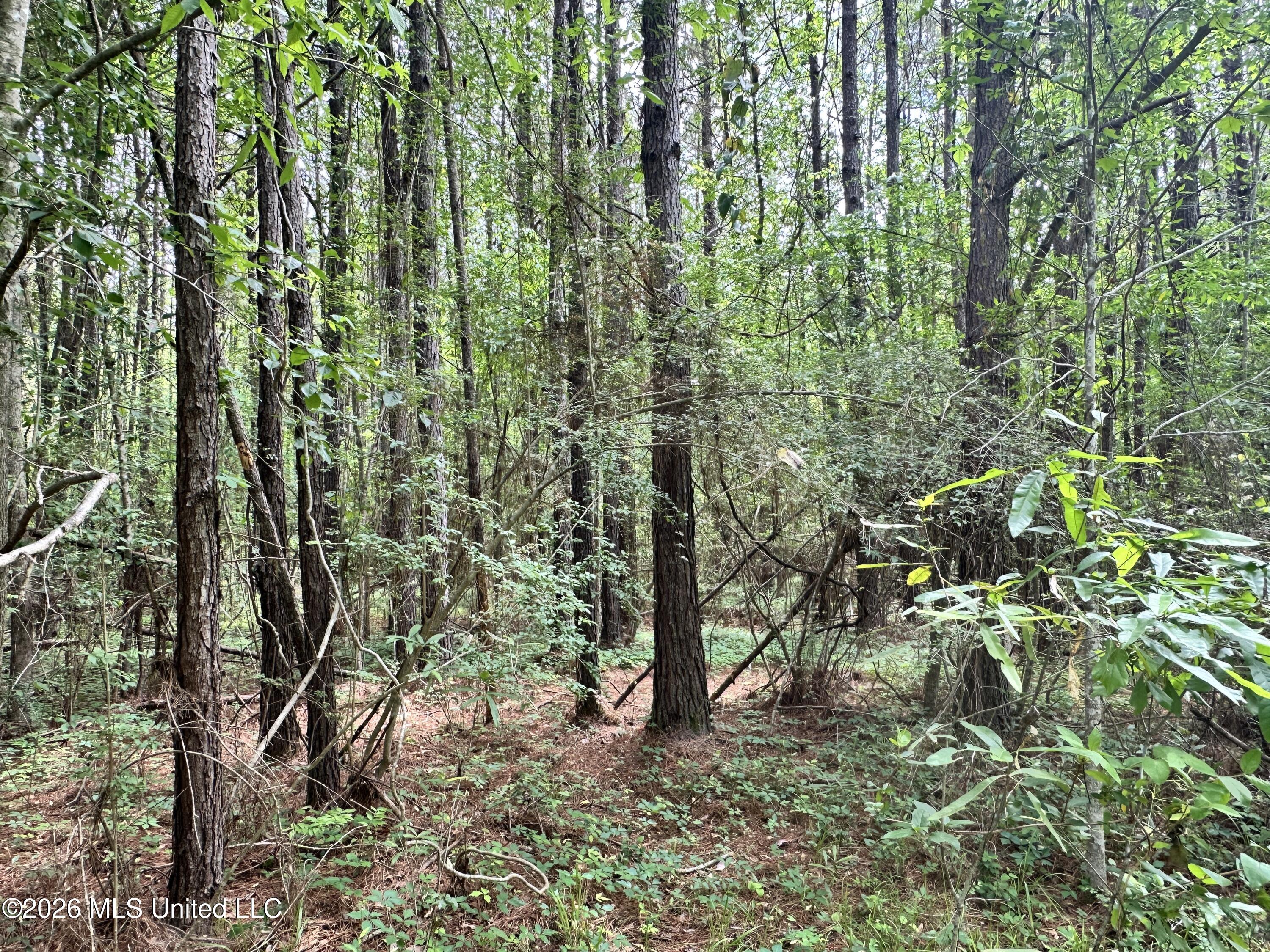 Mccomb Holmesville Road Property Photo 13