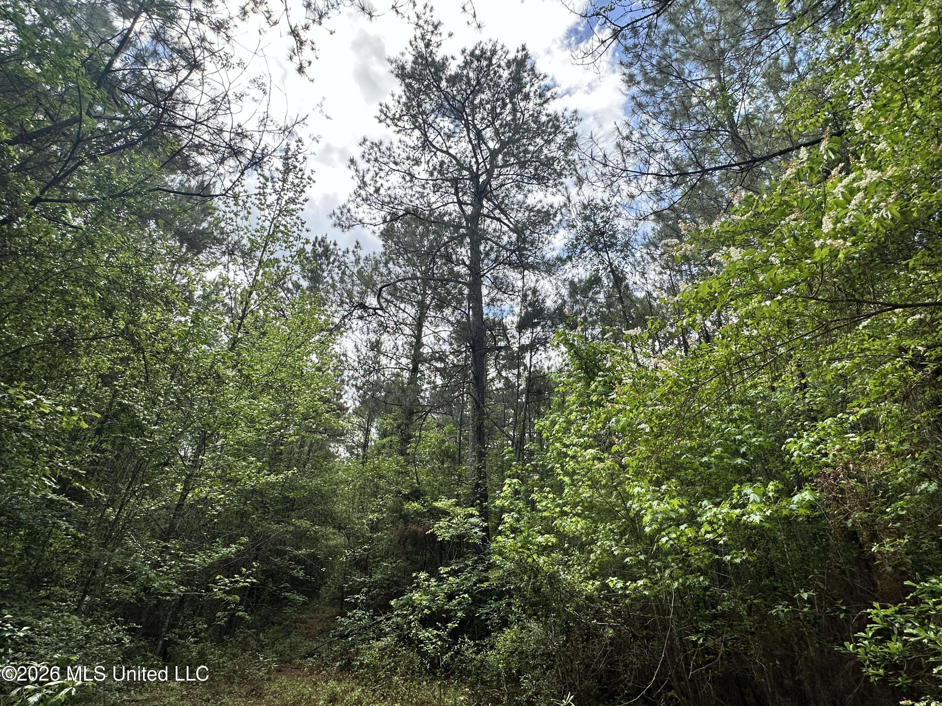 Mccomb Holmesville Road Property Photo 15