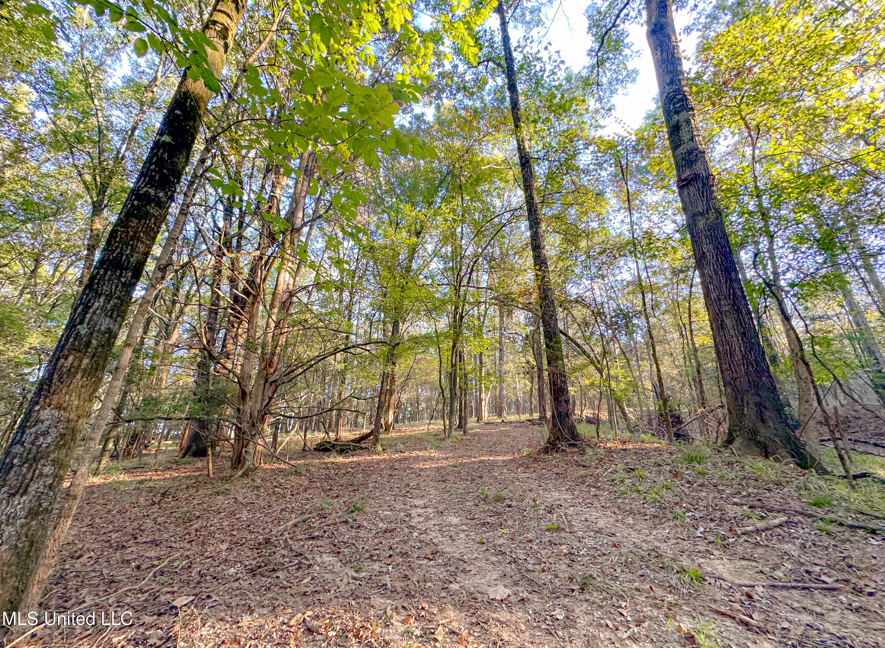 Mount Leopard Road Property Photo 8