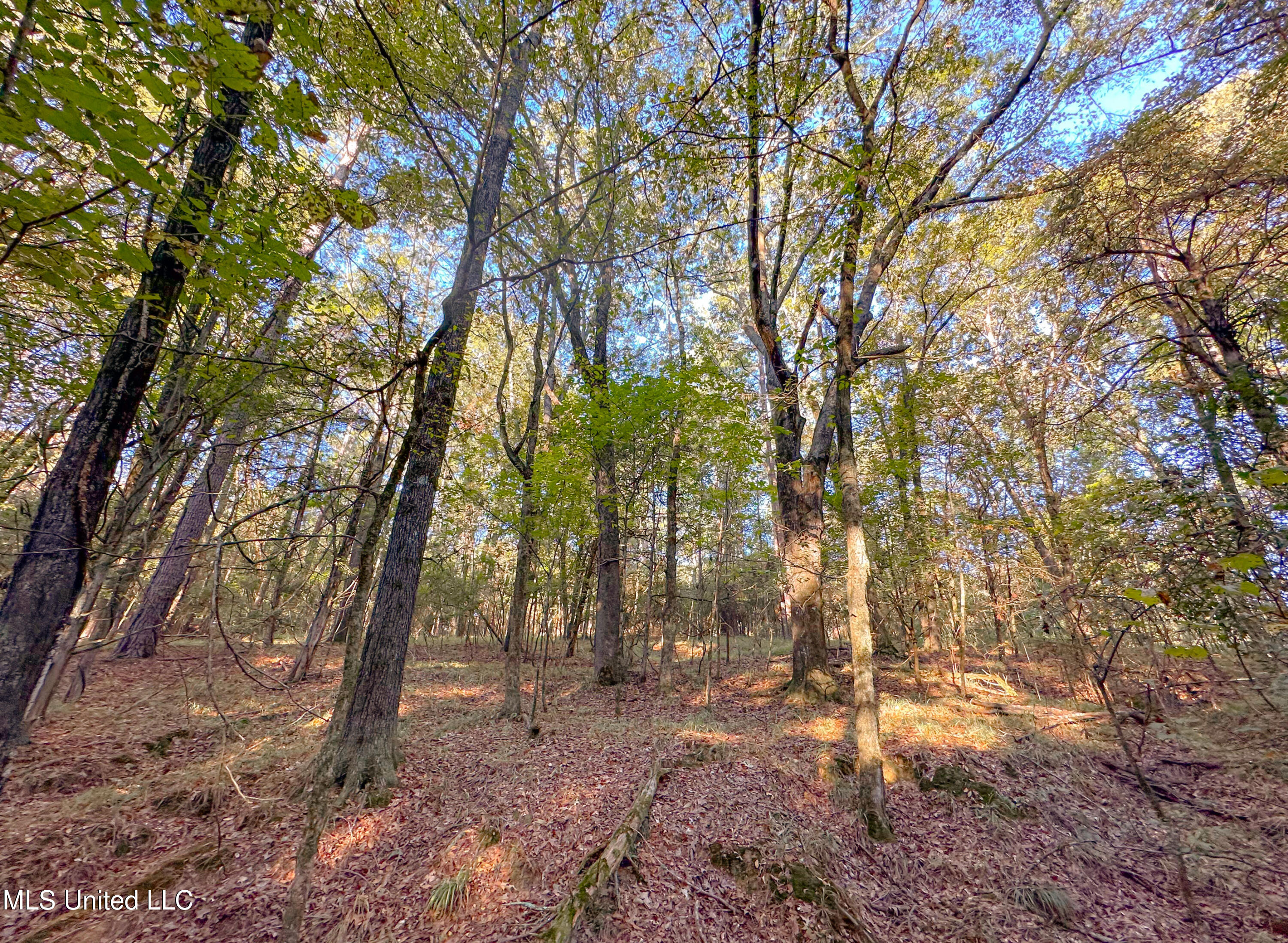 Mount Leopard Road Property Photo 10