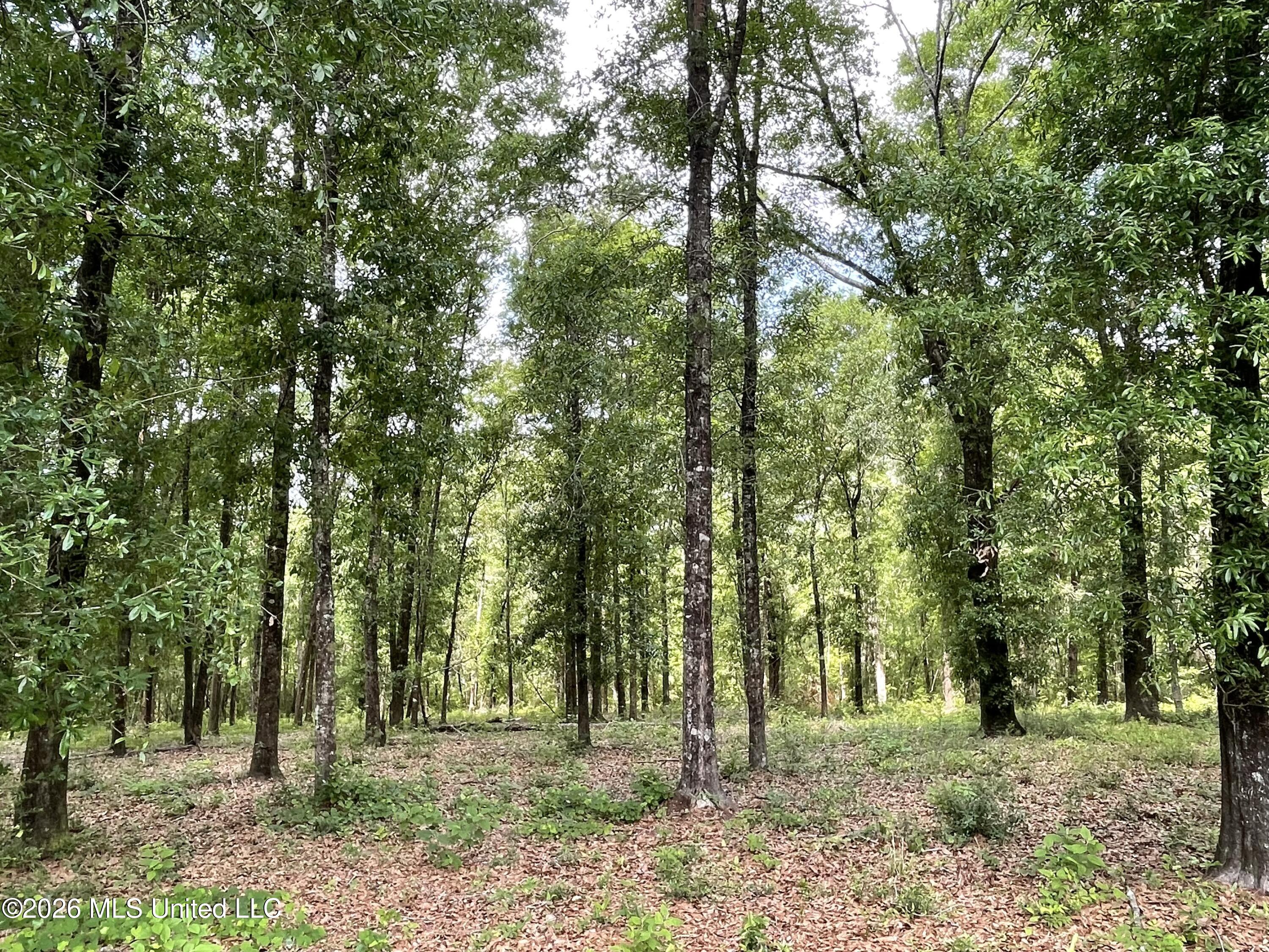 Beaver Dam Road Property Photo 4