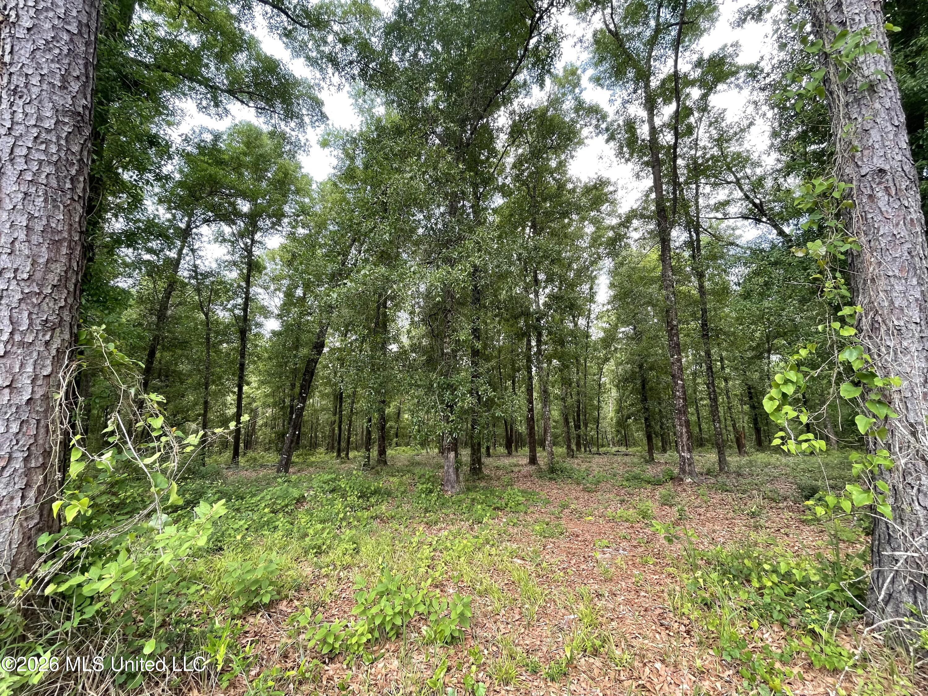 Beaver Dam Road Property Photo 6