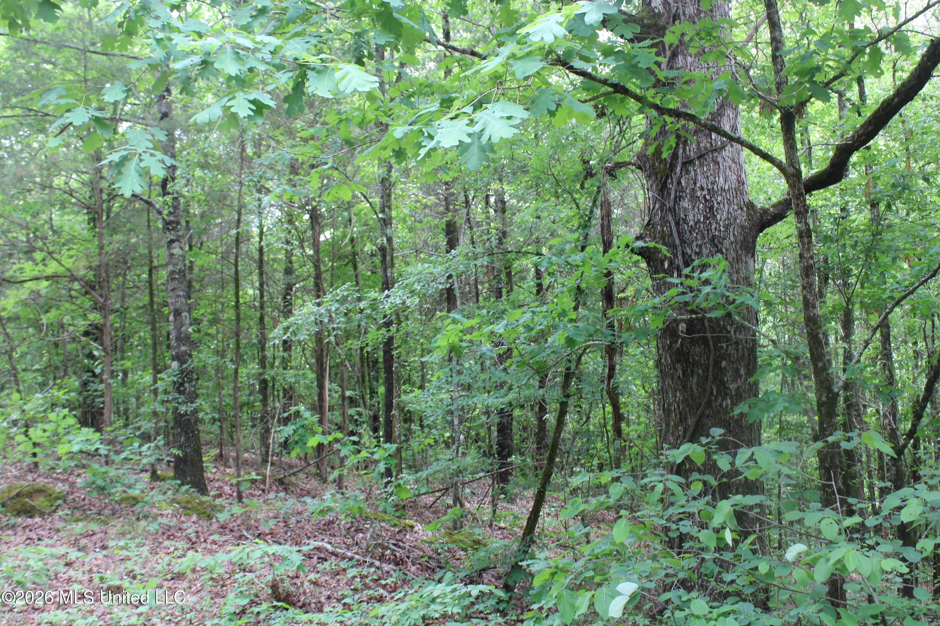 590 Richmond Road Property Photo 3