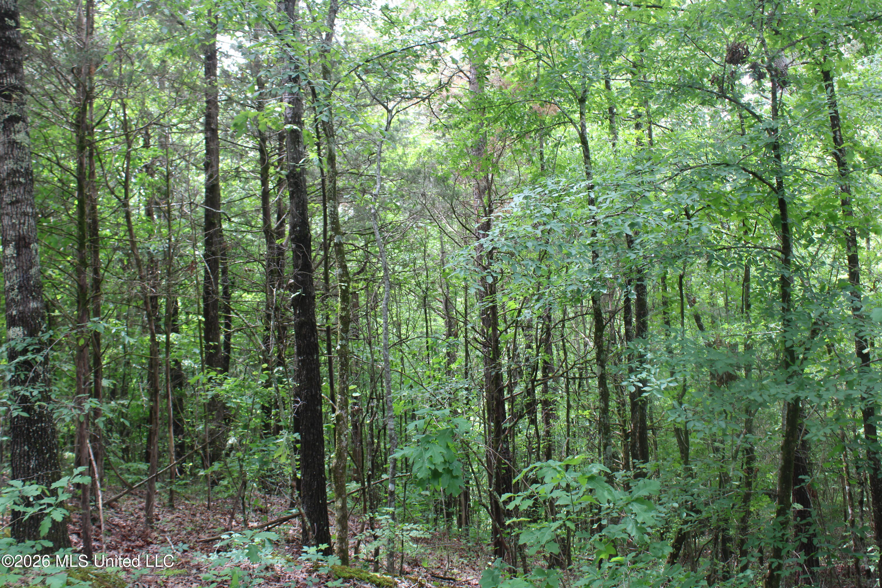 590 Richmond Road Property Photo 4
