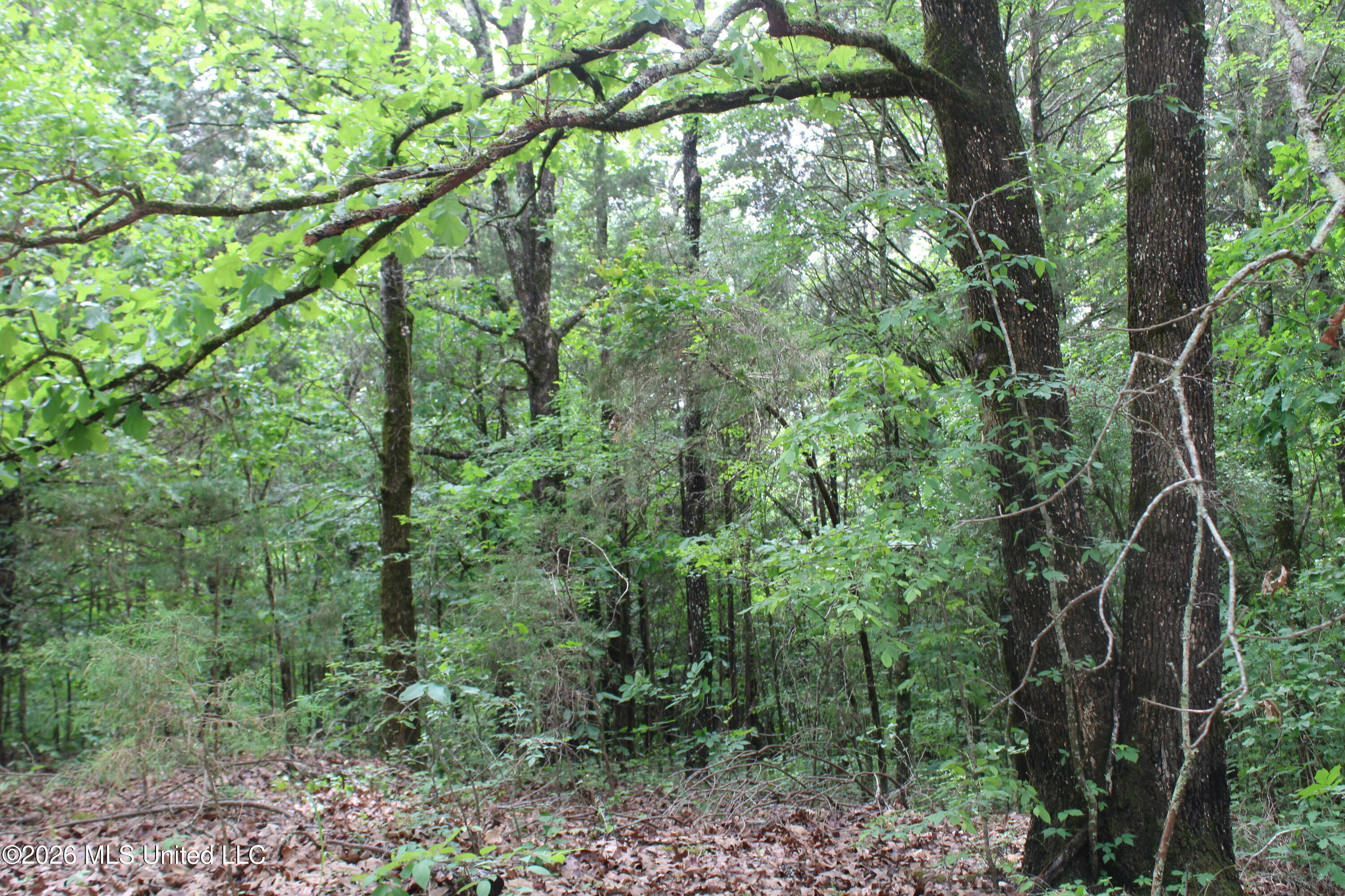 590 Richmond Road Property Photo 6