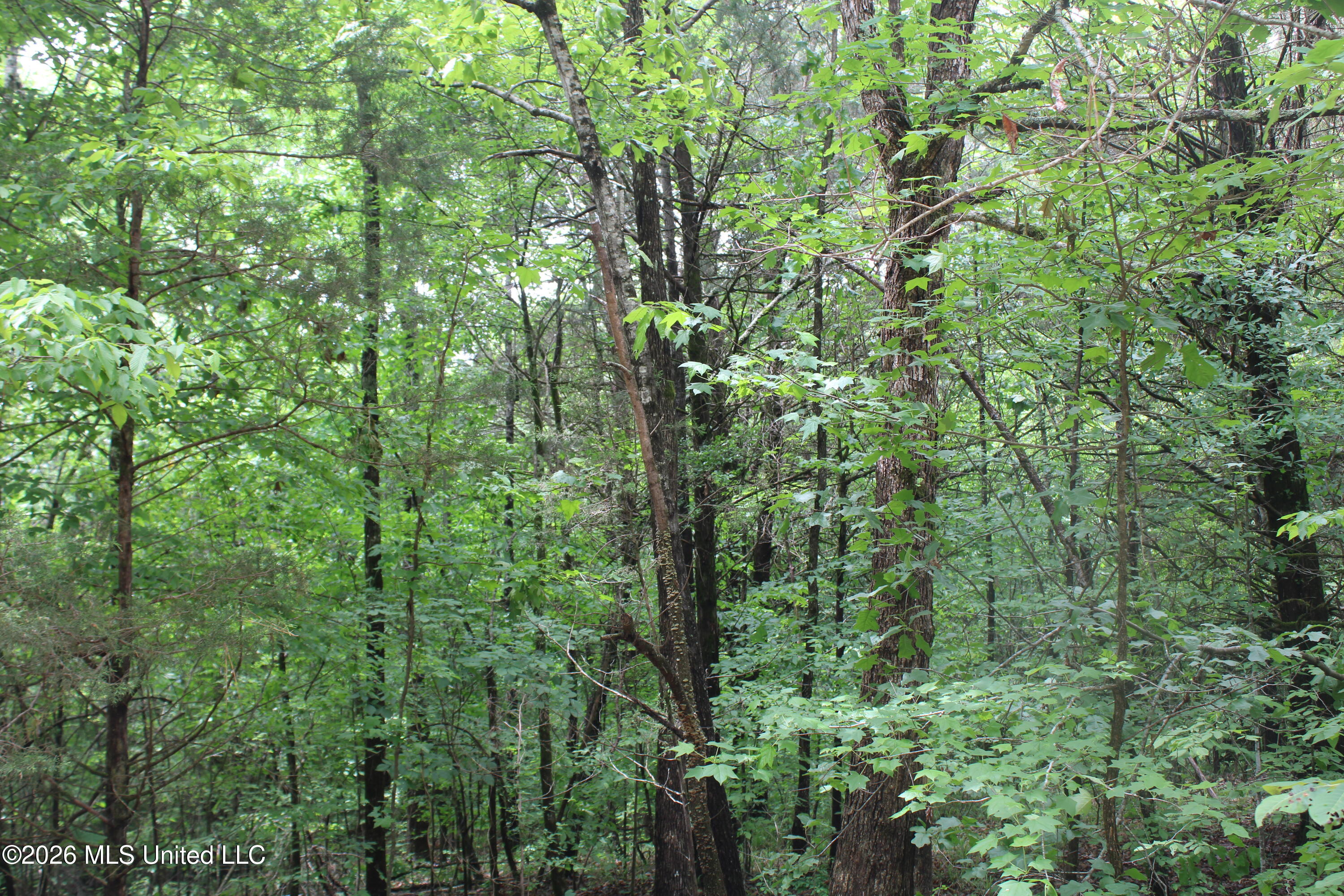 590 Richmond Road Property Photo 10