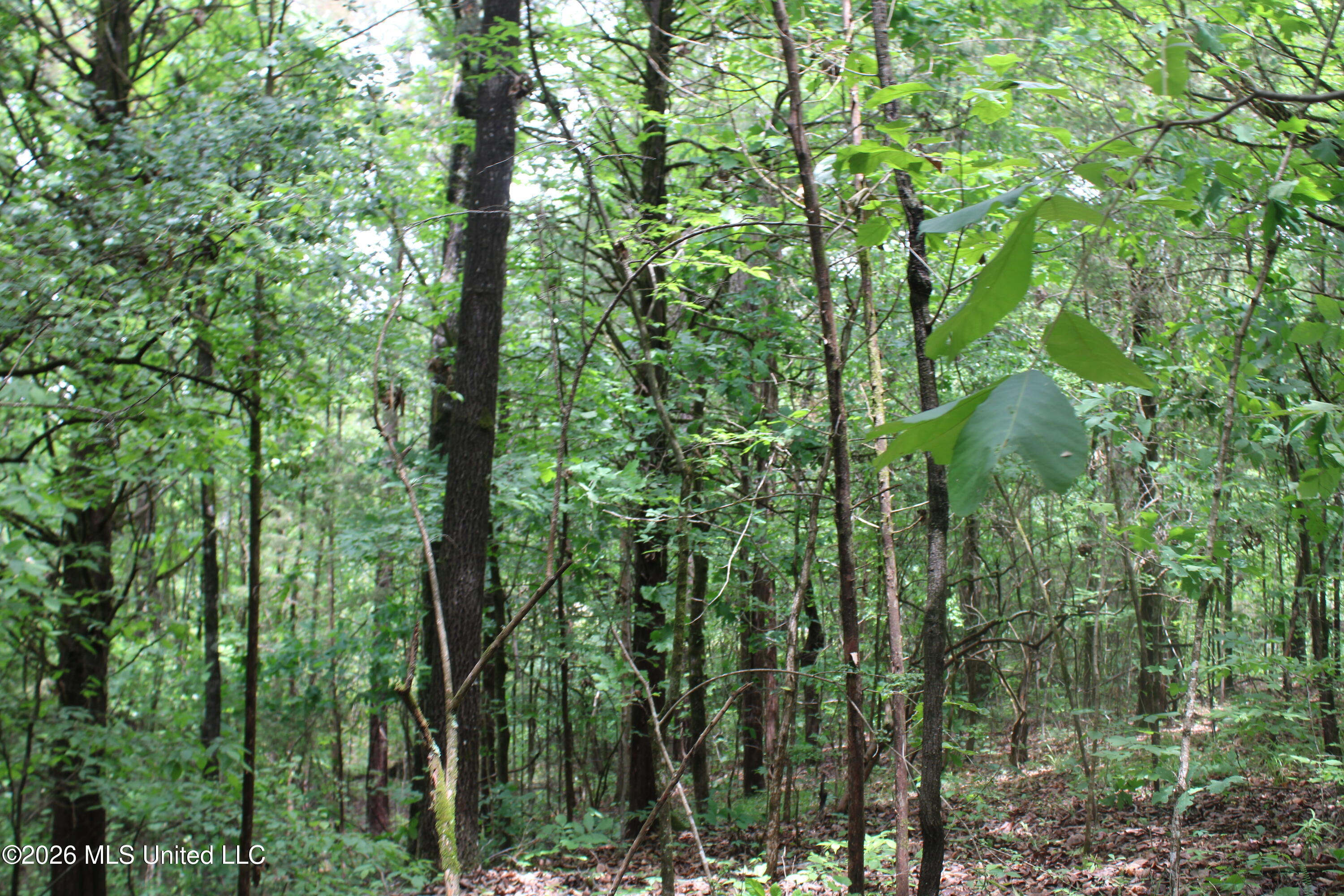 590 Richmond Road Property Photo 12