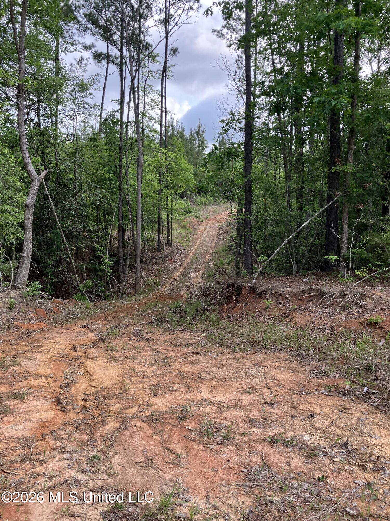 40 Acres Forestry Road 356 Property Photo 8