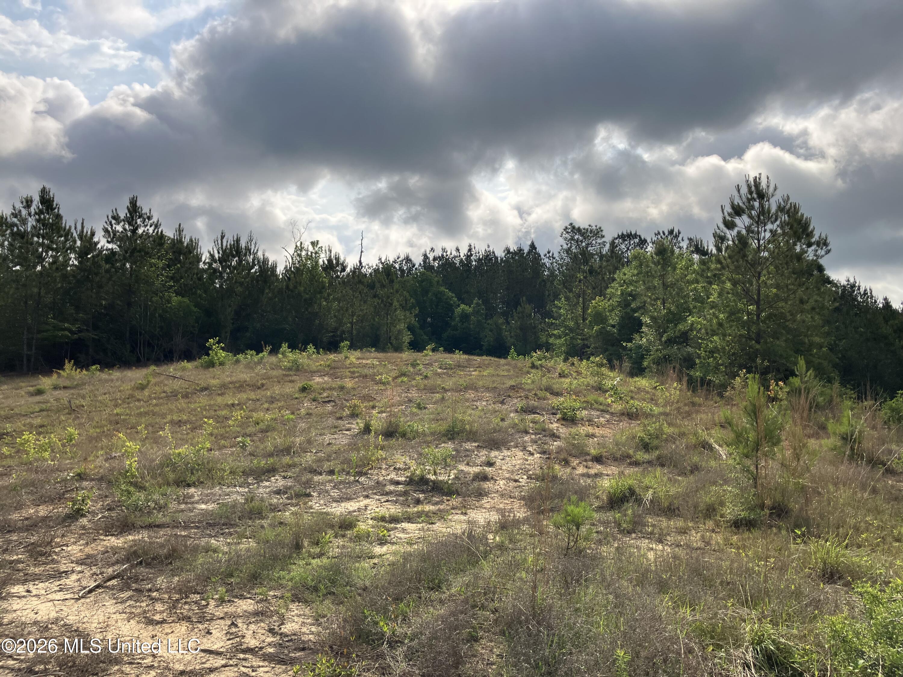 40 Acres Forestry Road 356 Property Photo 10