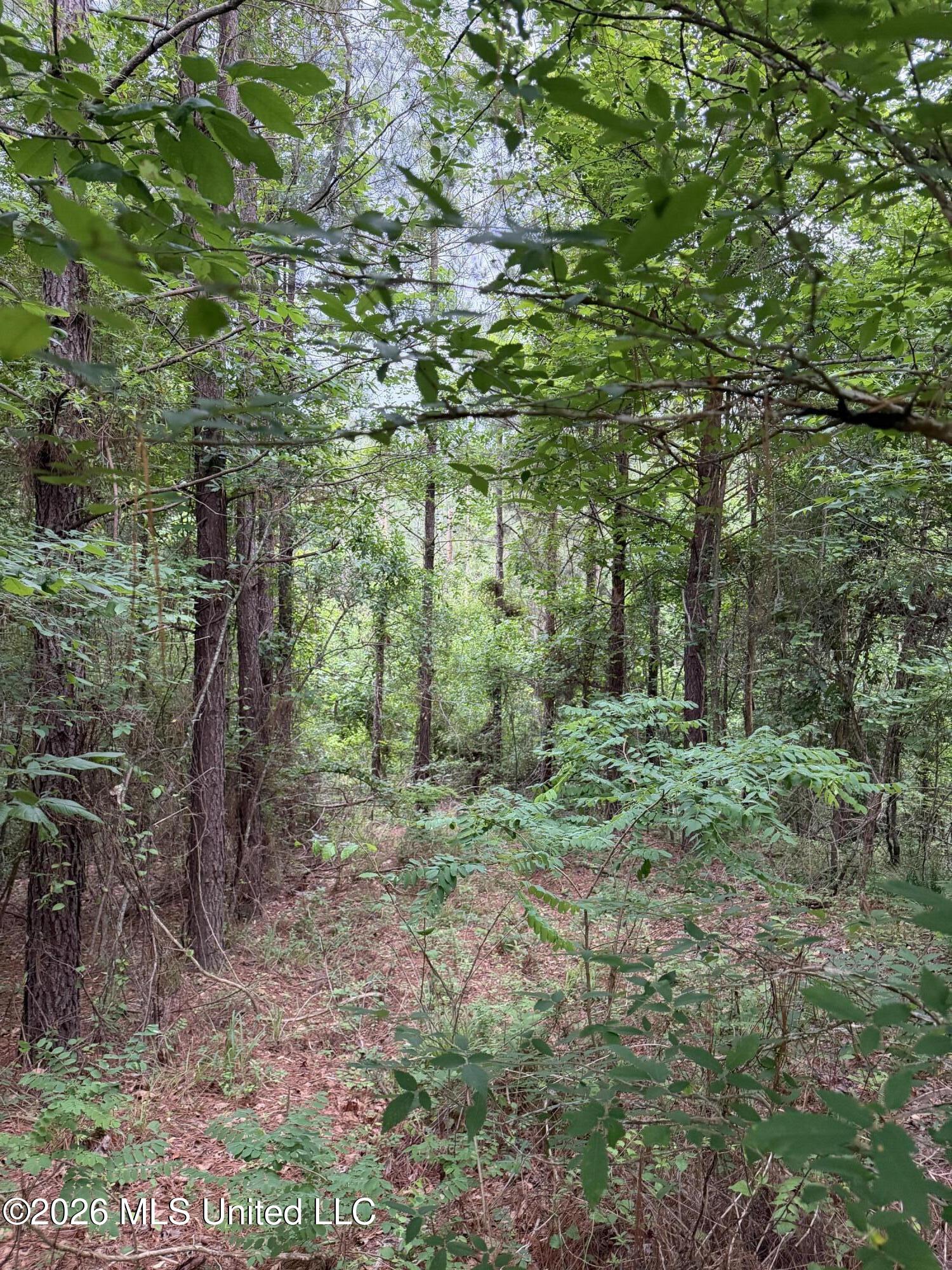 Tbd Hall Road Property Photo 1