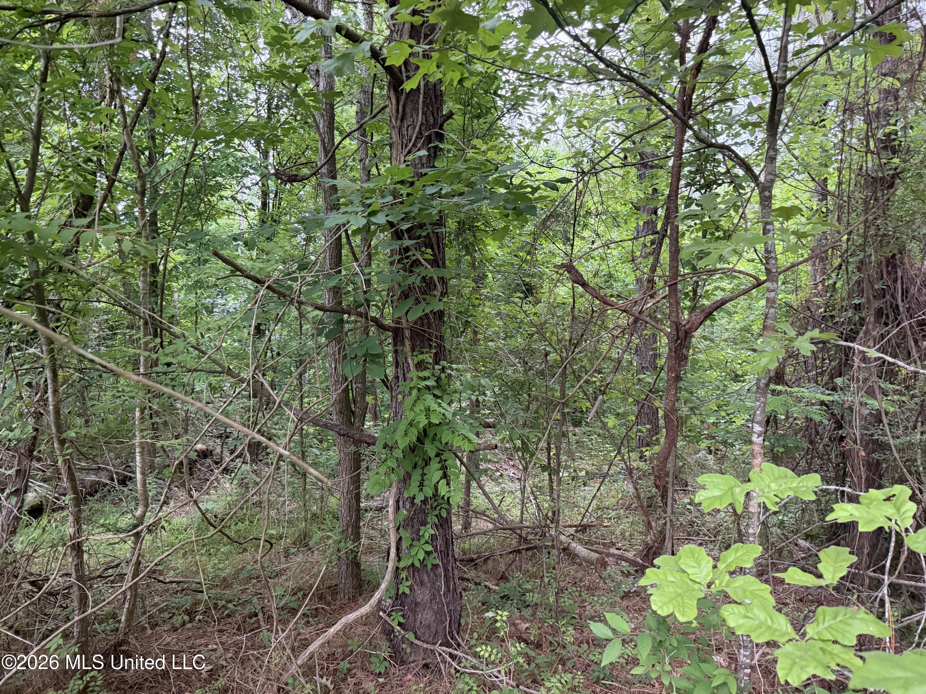 Tbd Hall Road Property Photo 4