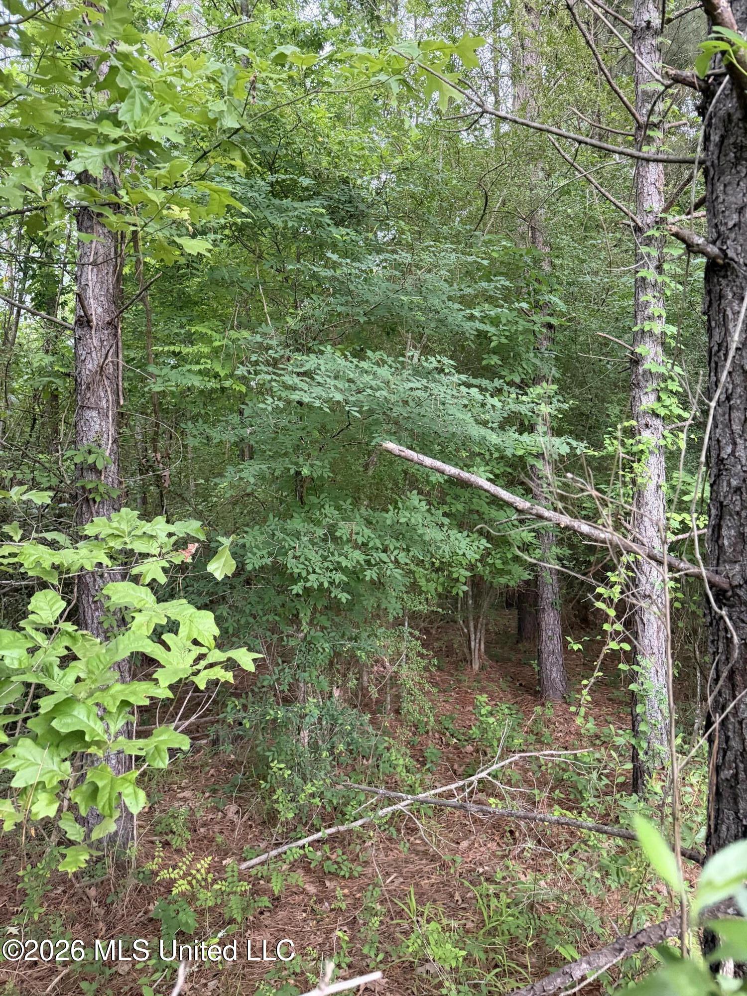 Tbd Hall Road Property Photo 5