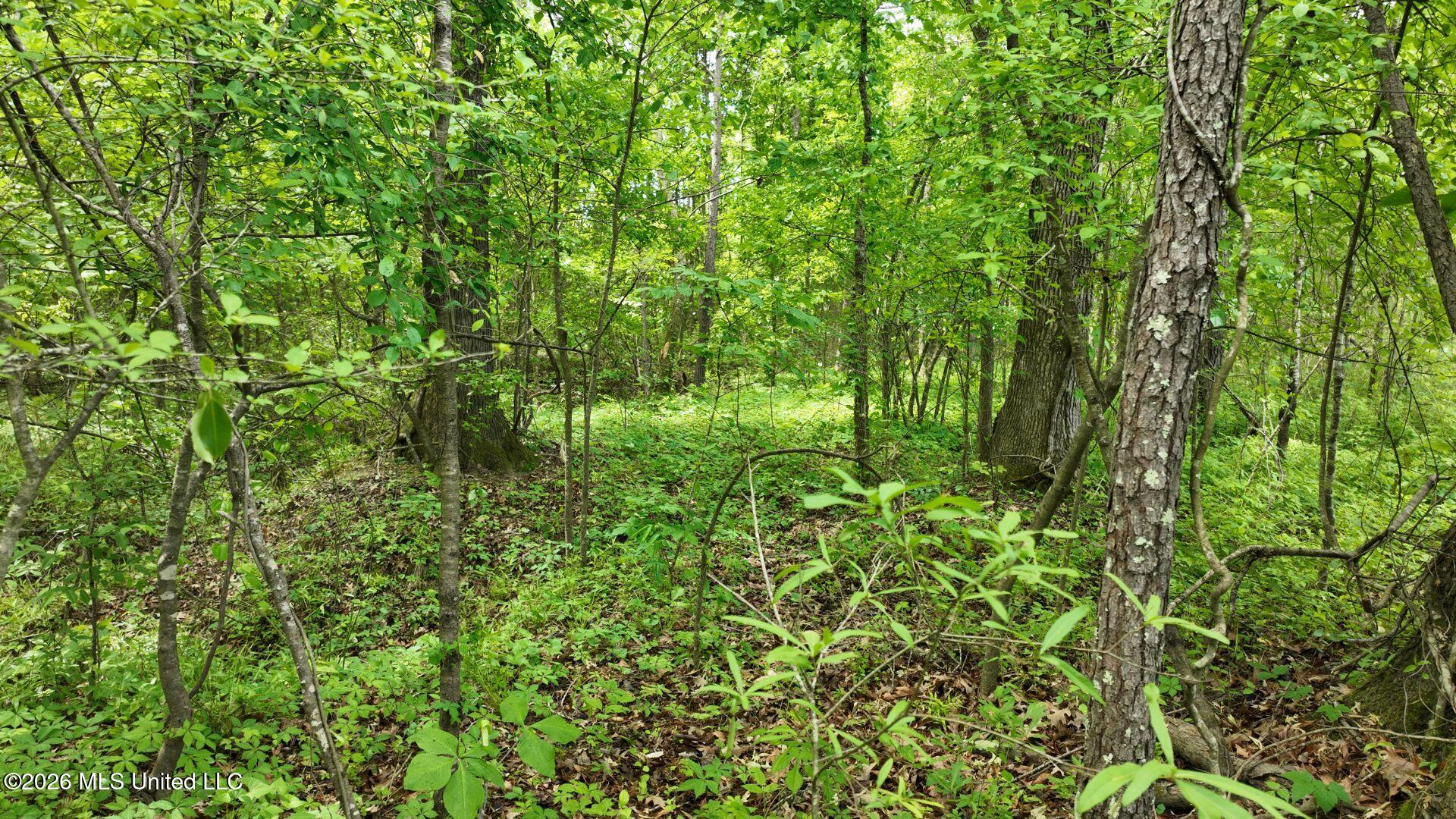 0 Snake Creek Road Property Photo 3