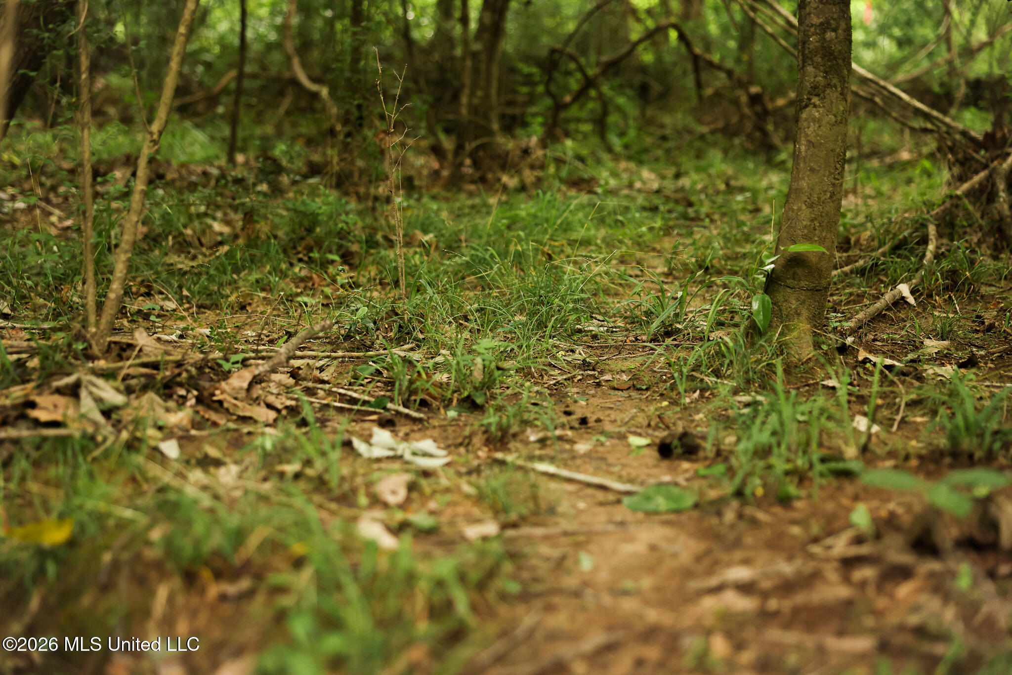 Lewis Lane Property Photo 8