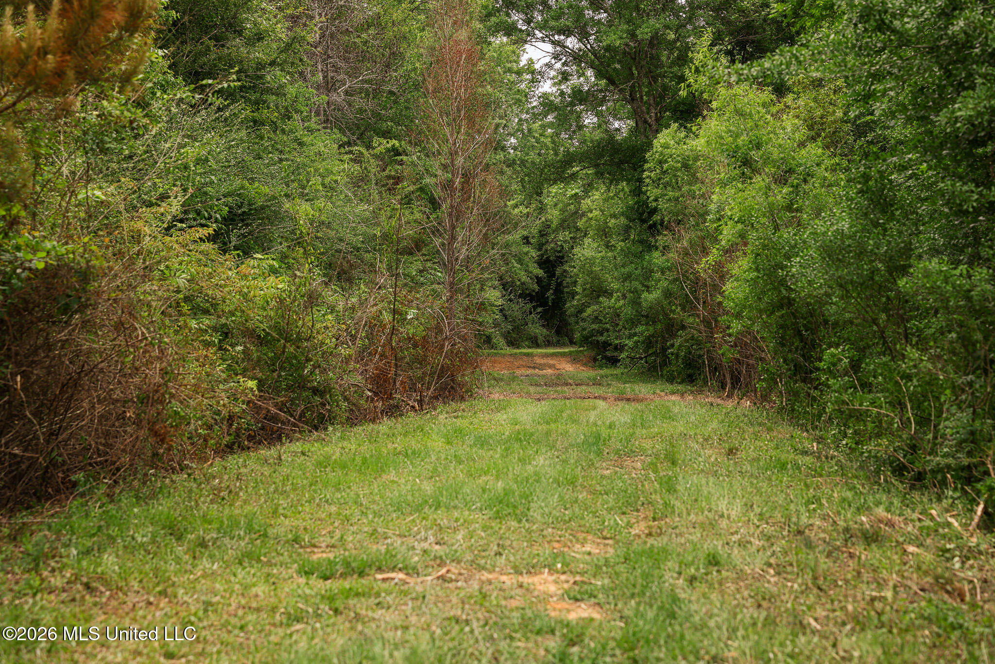 Lewis Lane Property Photo 43