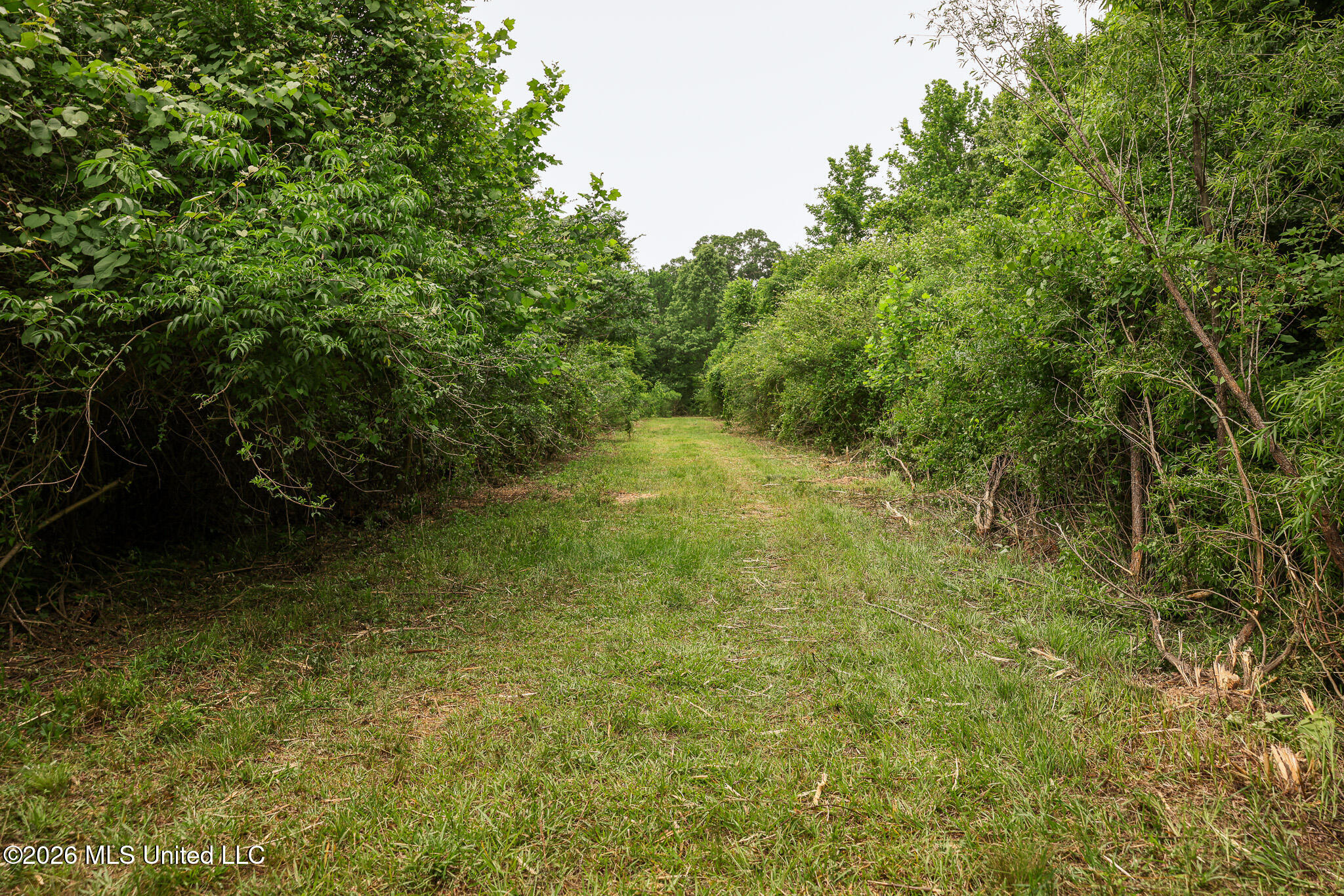 Lewis Lane Property Photo 44