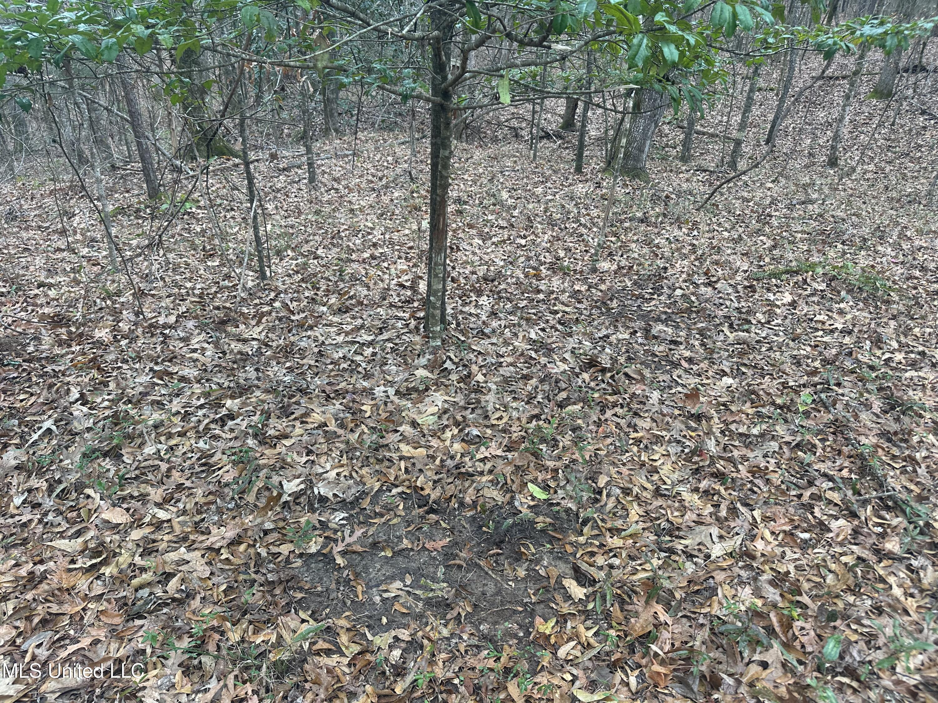 Dunbar Road Property Photo 3