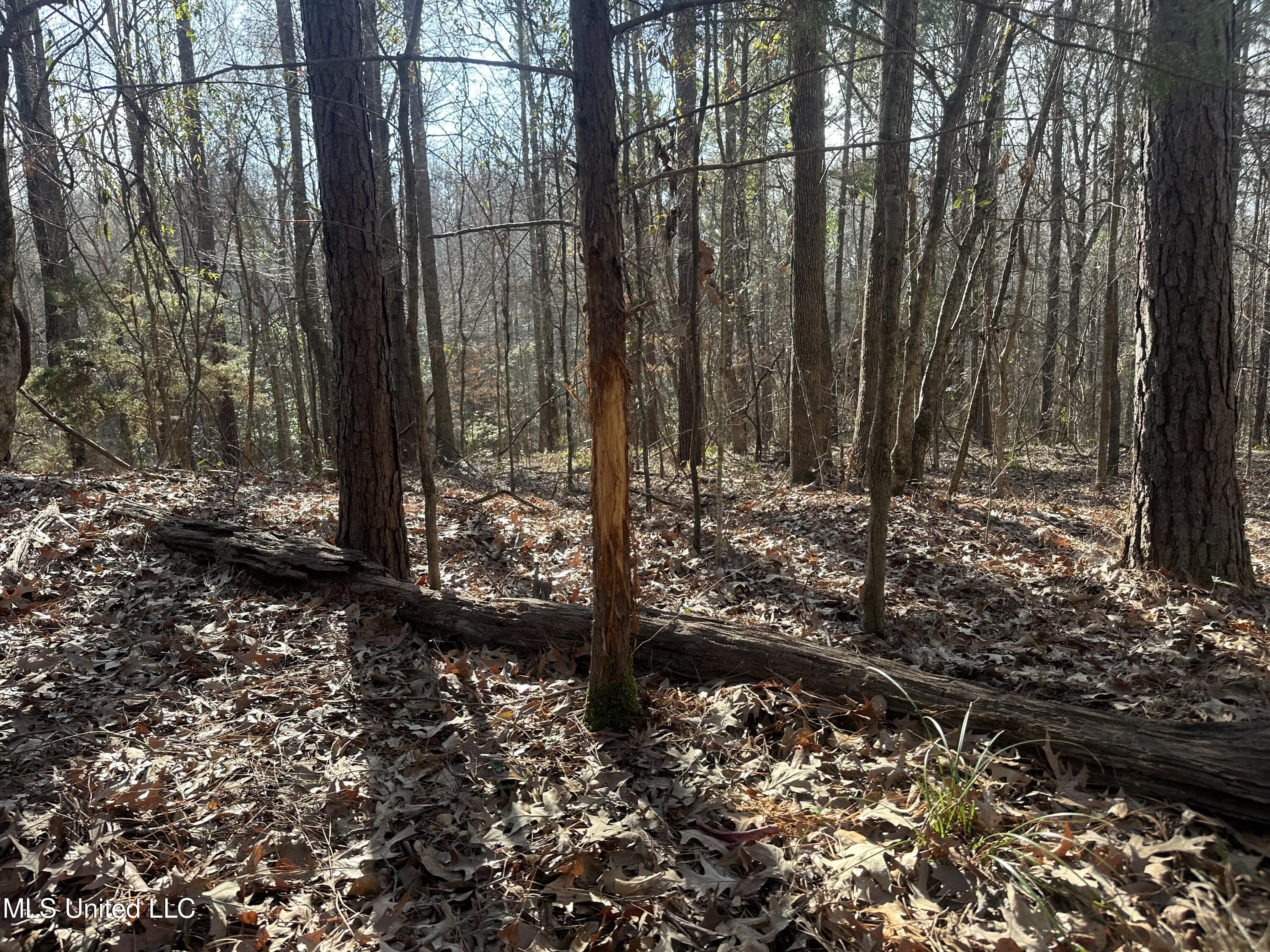 Dunbar Road Property Photo 8