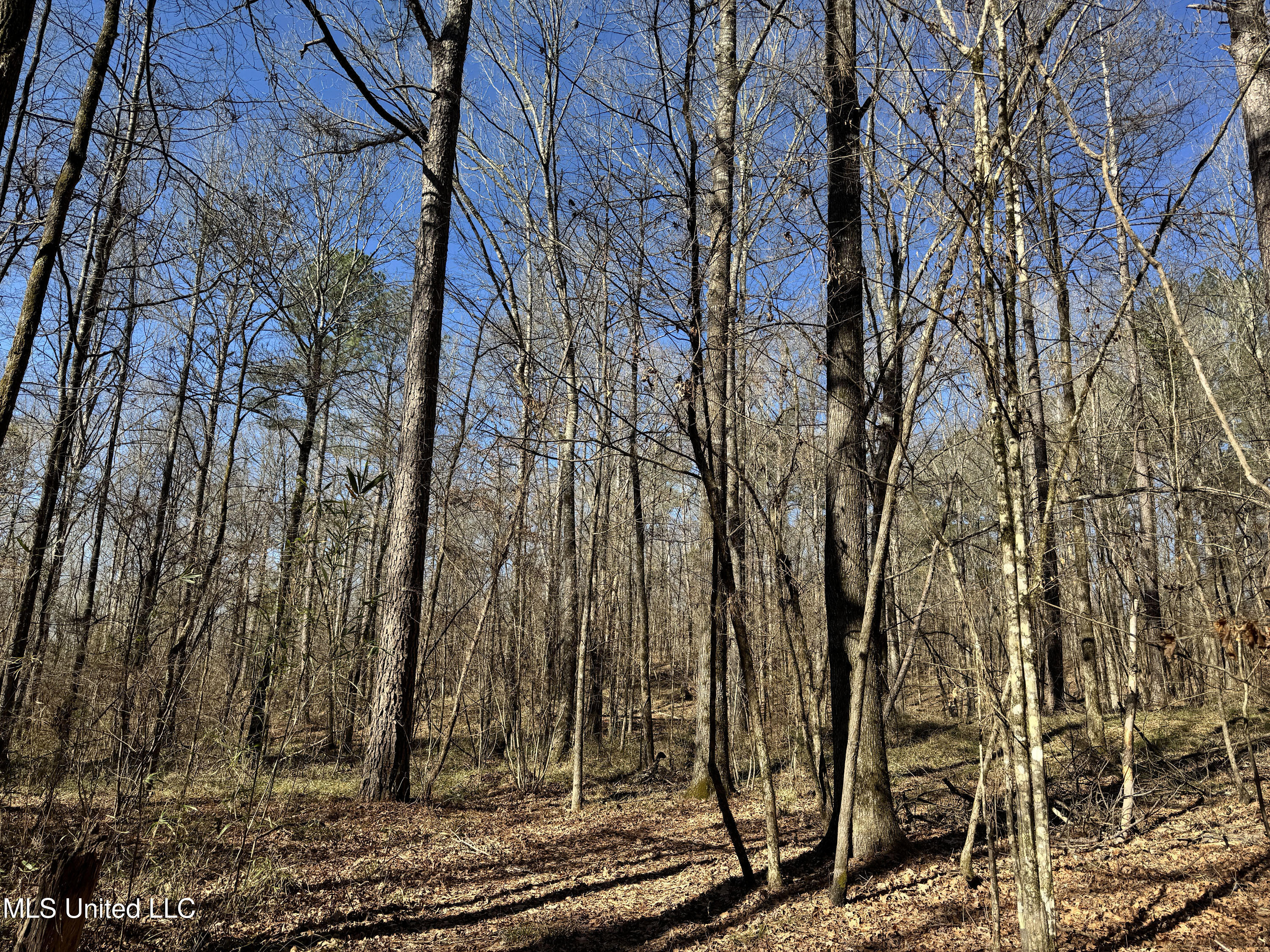 Hickory Ridge Road Property Photo 15