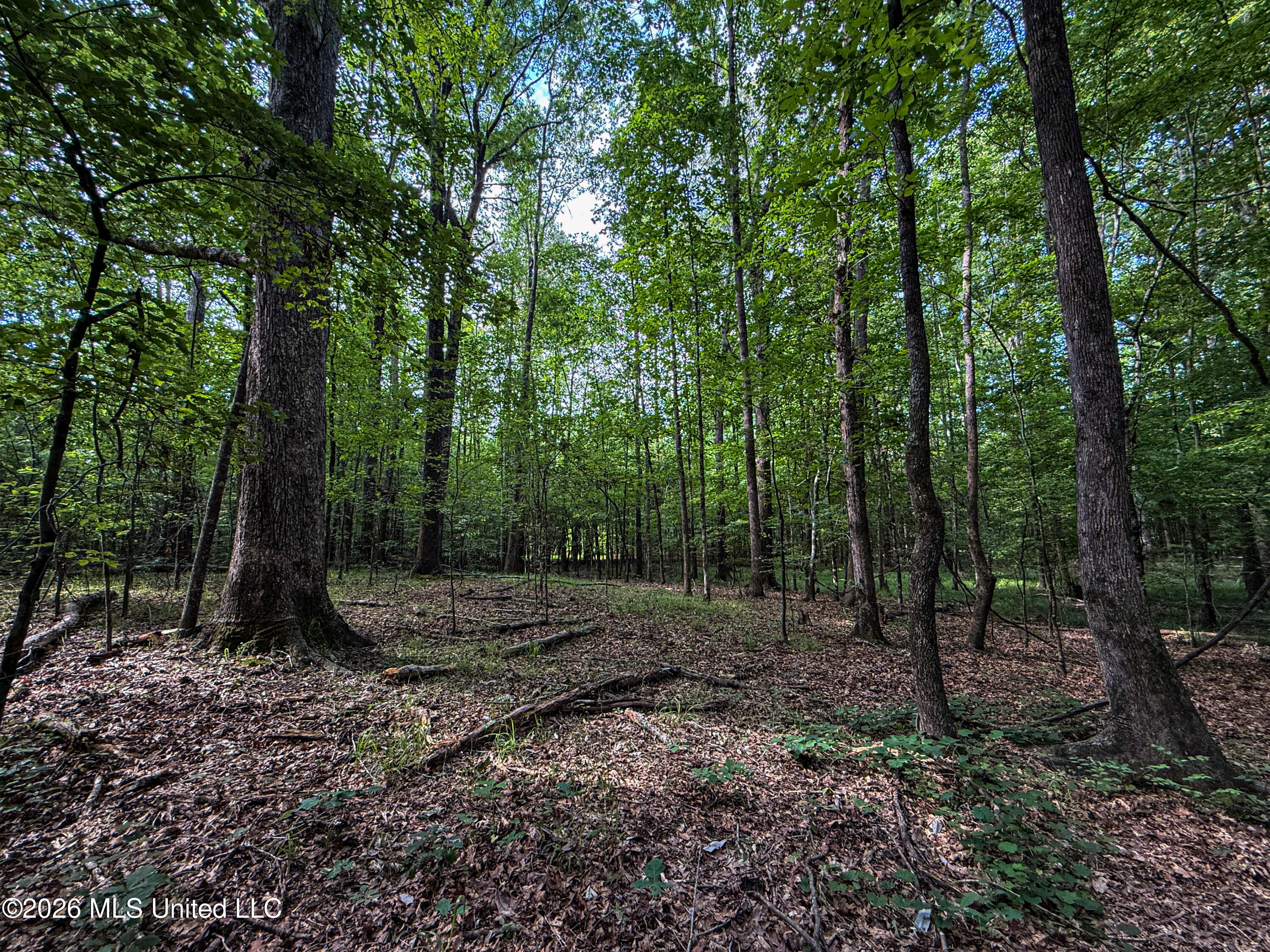 Triplett Property Photo 4