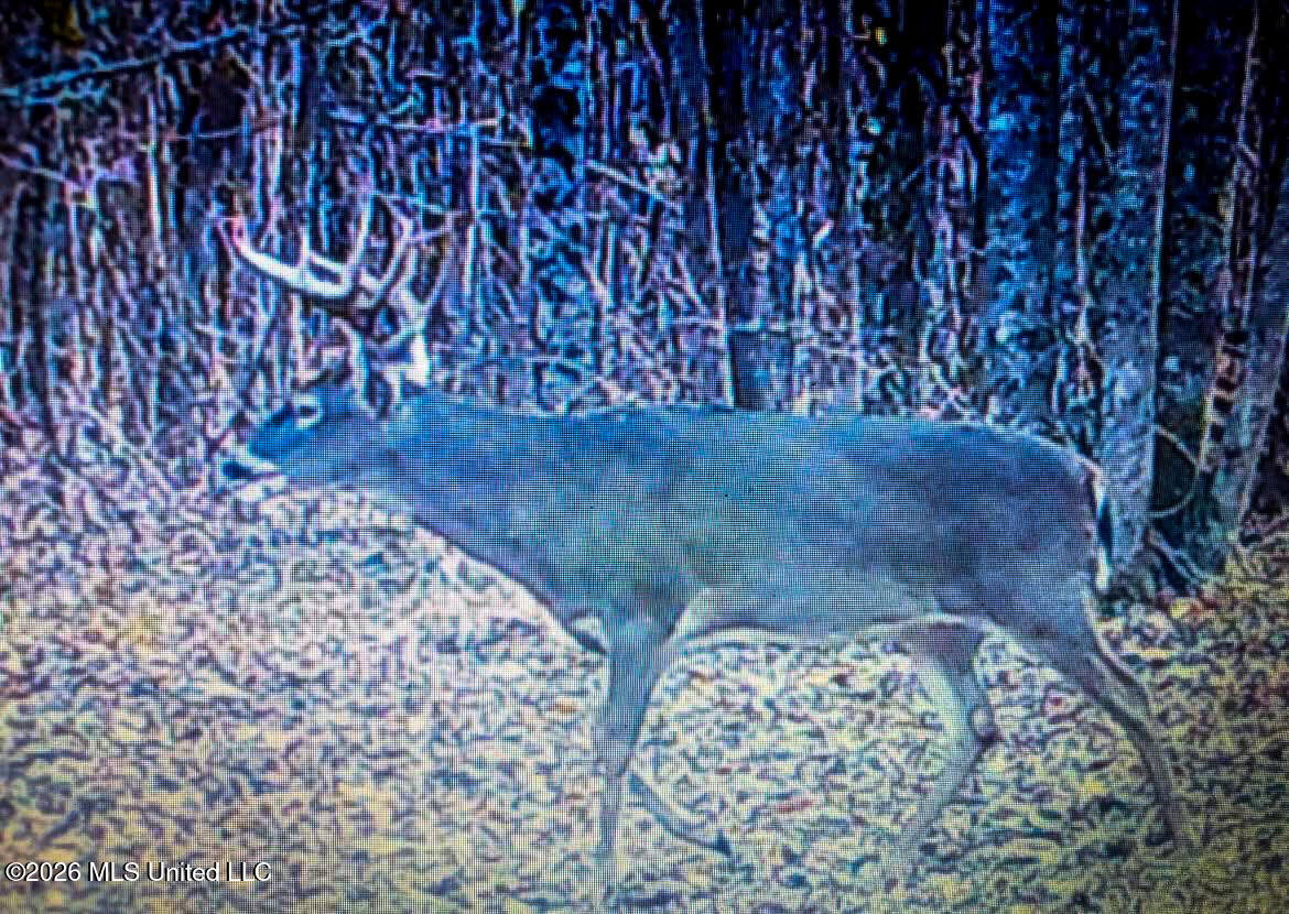 Triplett Property Photo 8