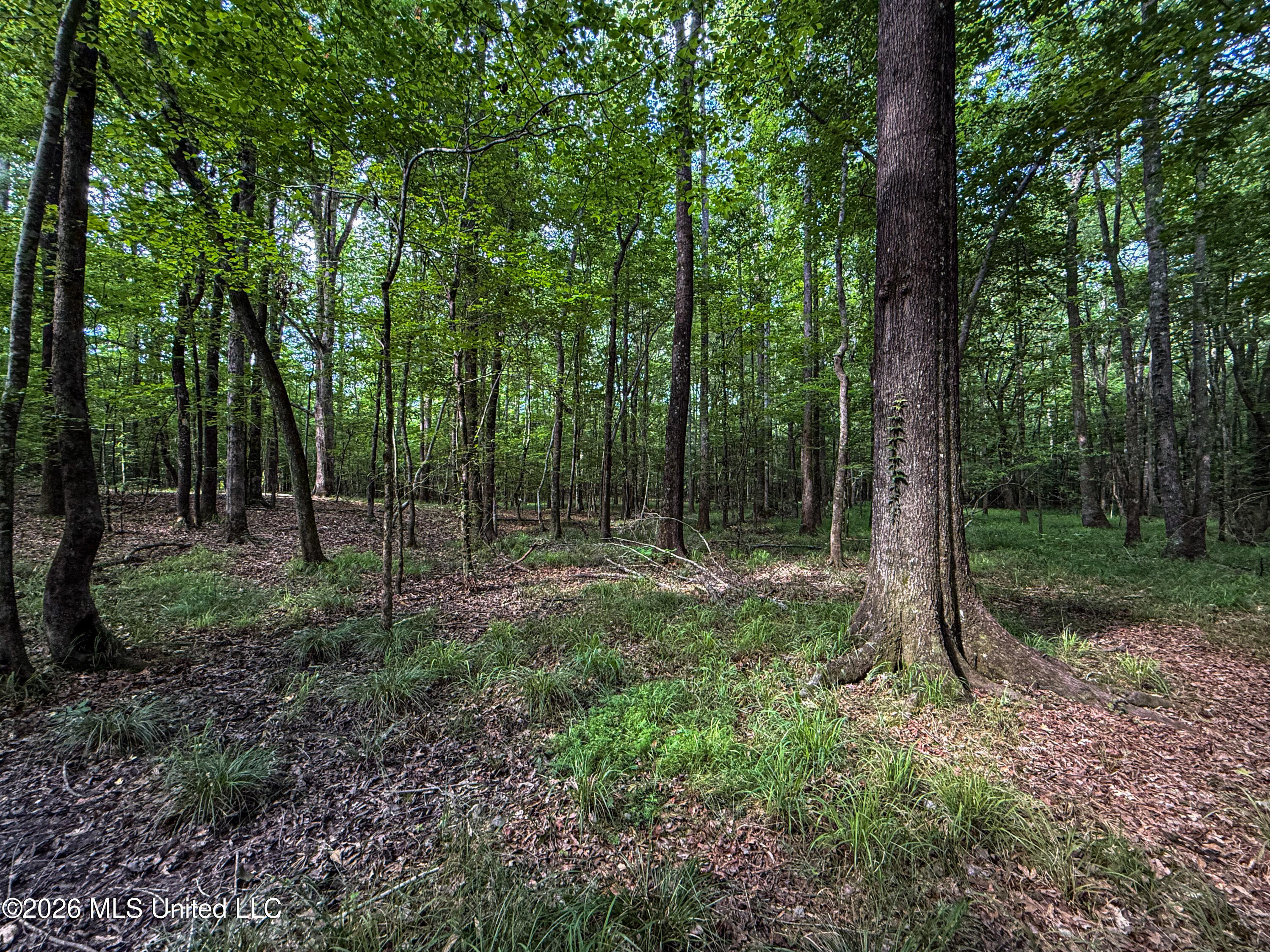 Triplett Property Photo 9
