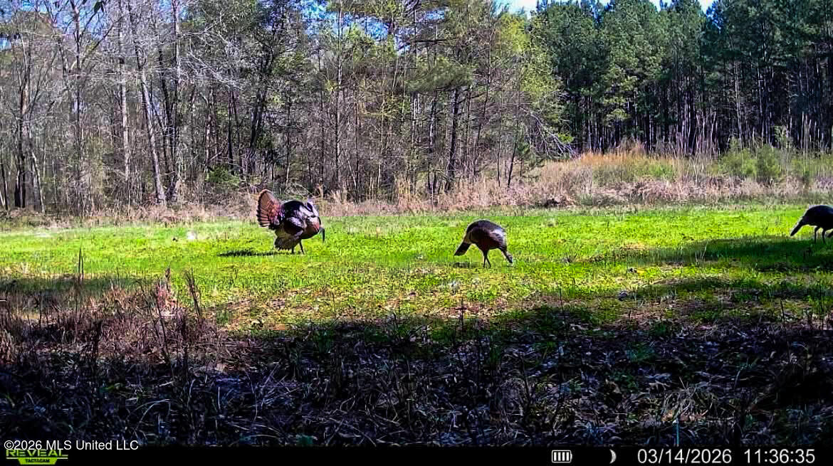 Triplett Property Photo 13