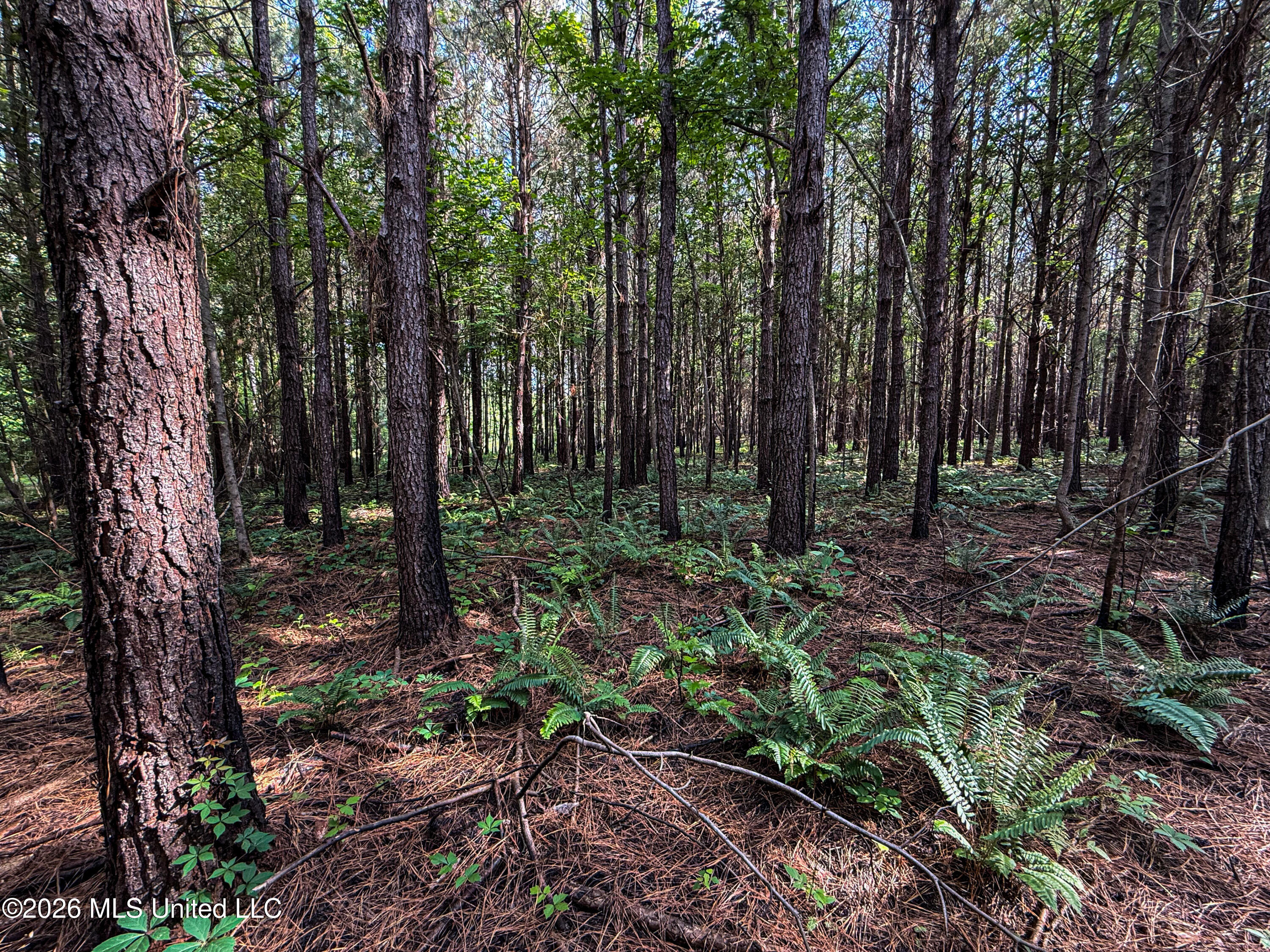 Triplett Property Photo 15