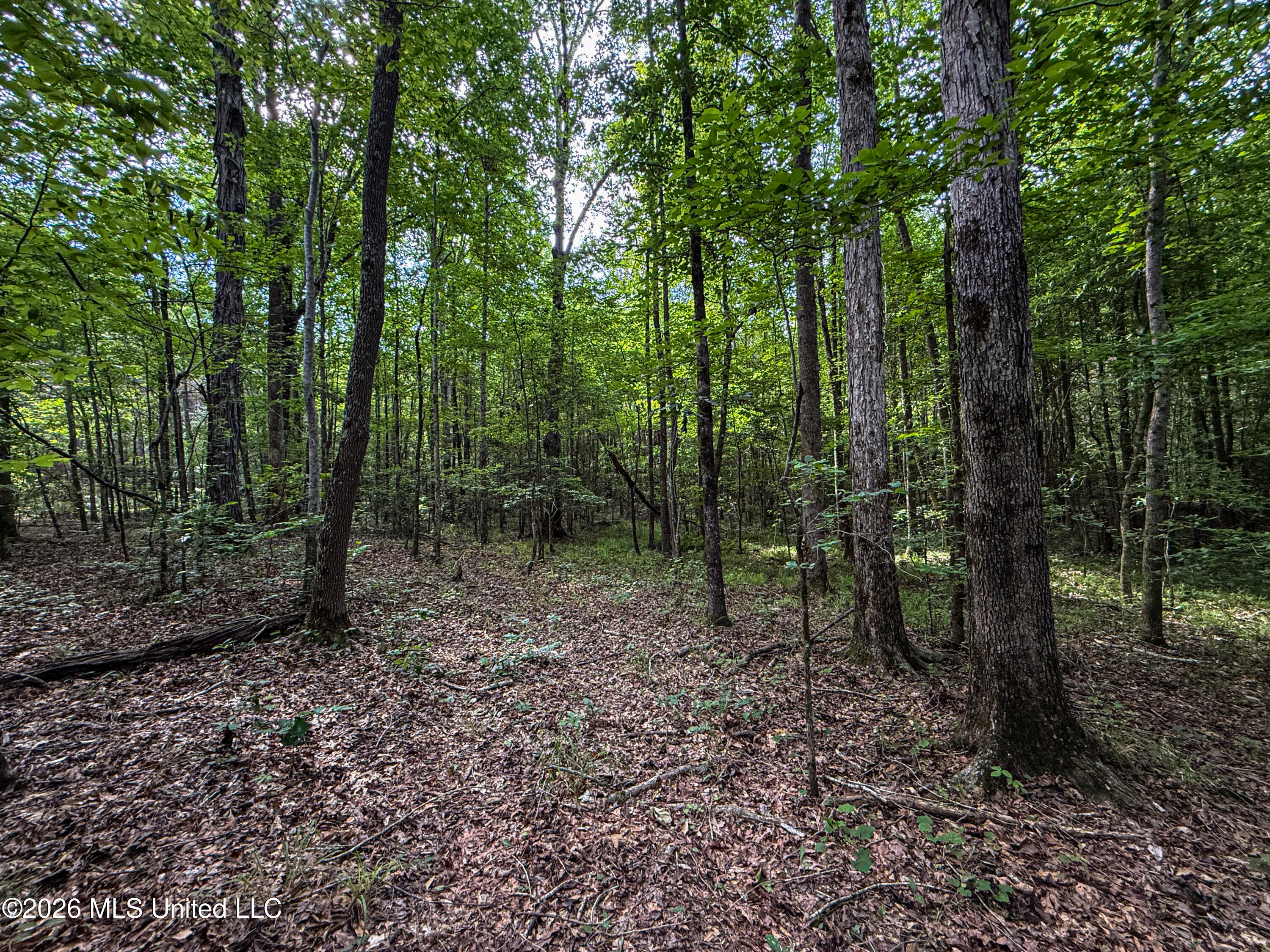 Triplett Property Photo 21